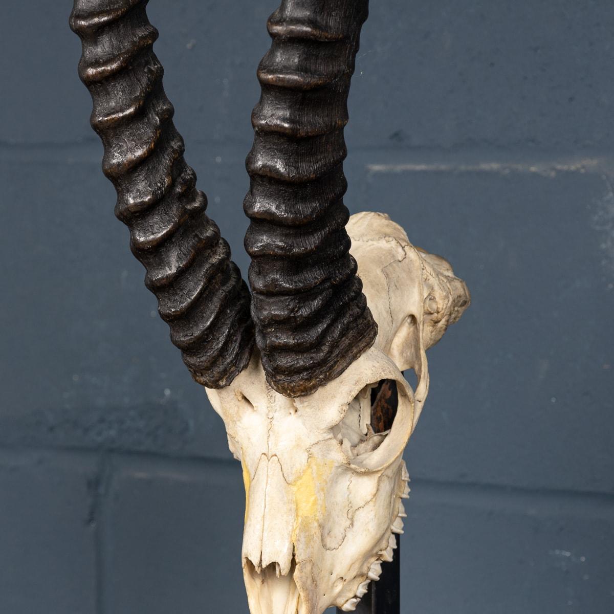 A Taxidermy Study Of An African Impala, By Anthony Redmile, London, c.1970 For Sale 3