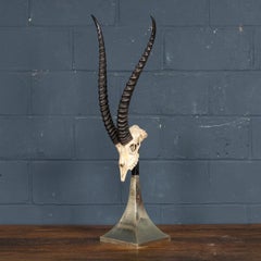 A Taxidermy Study Of An African Impala, By Anthony Redmile, London, c.1970