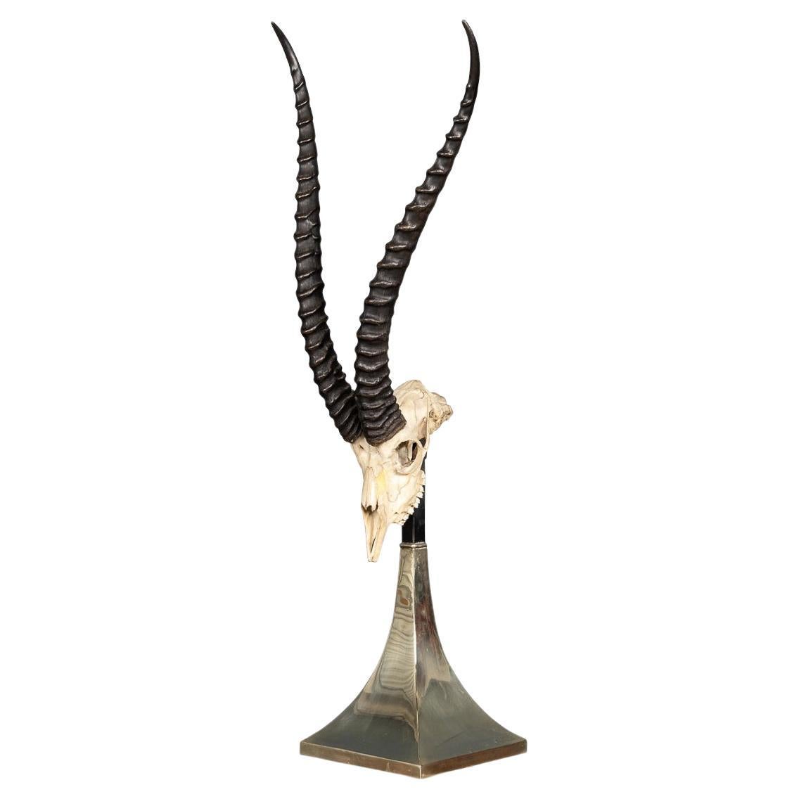 A Taxidermy Study Of An African Impala, By Anthony Redmile, London, c.1970 For Sale