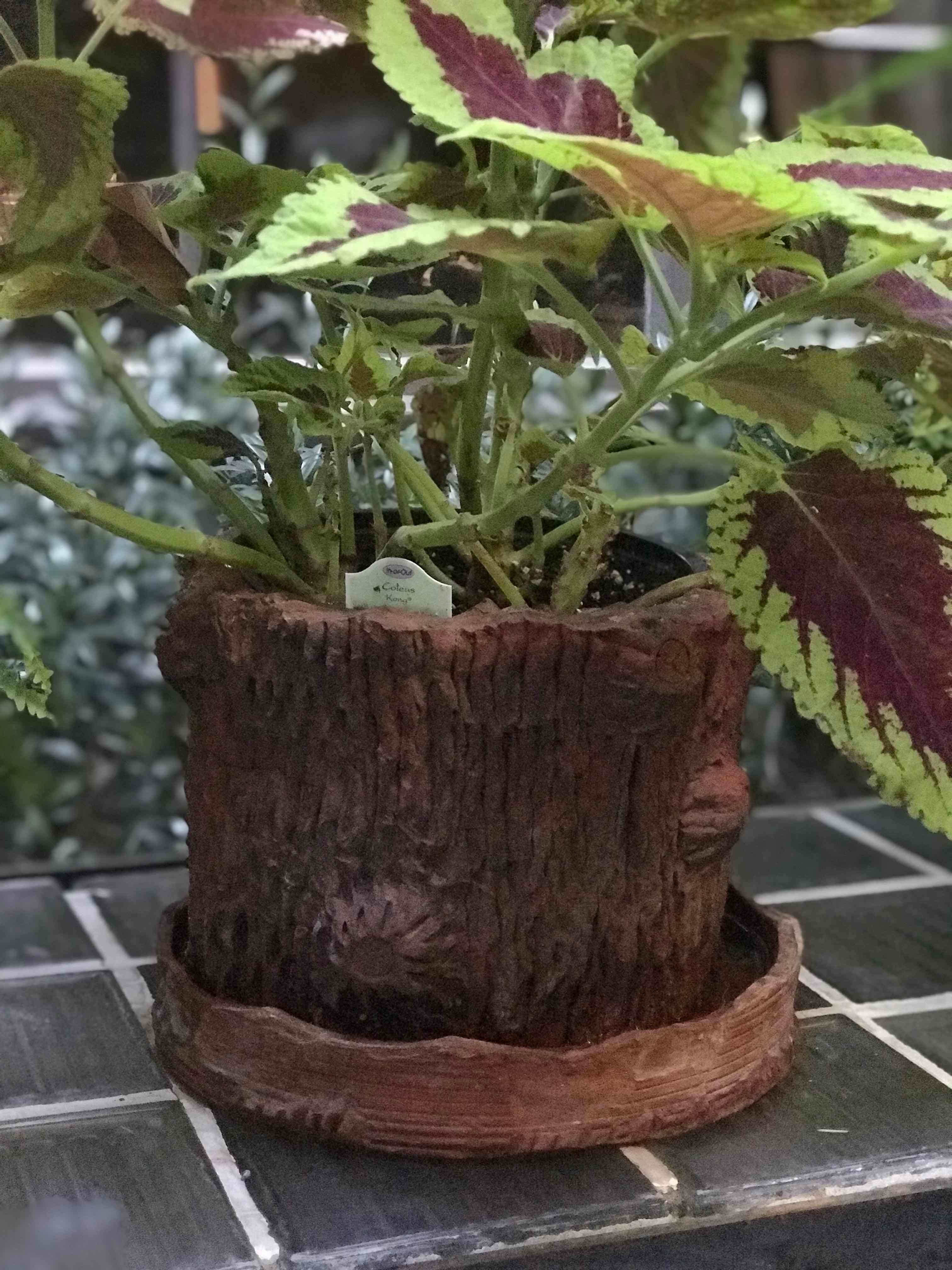 English A Terra Cotta Pot in the Shape of a Tree Trunk 