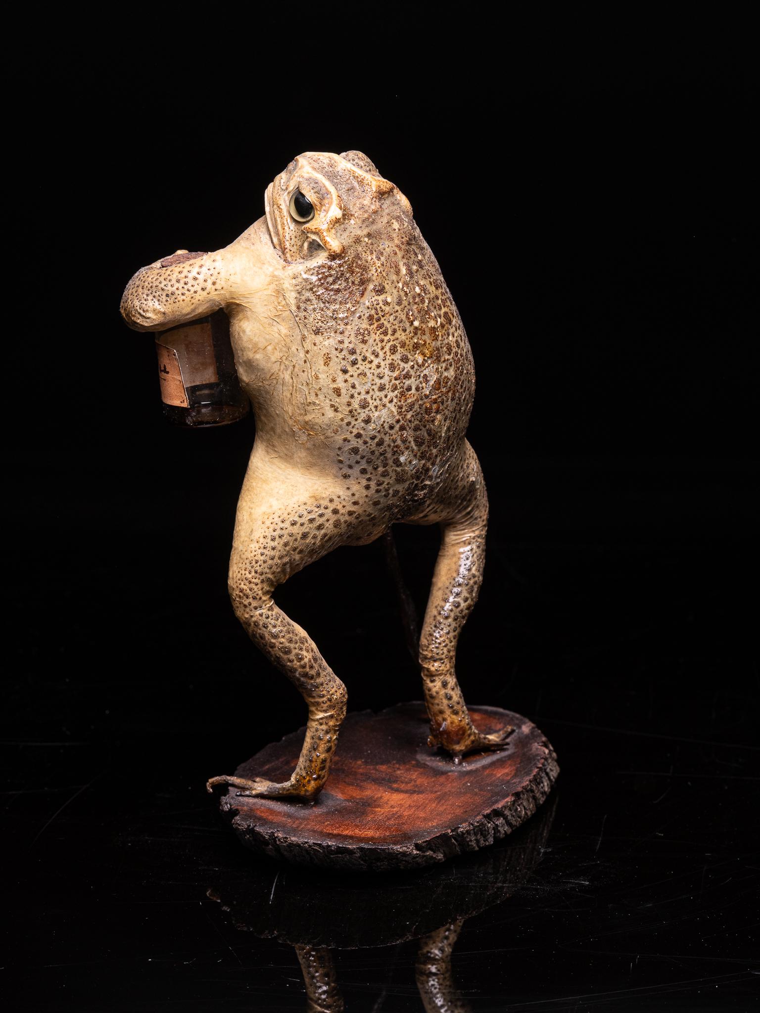 cane toad taxidermy