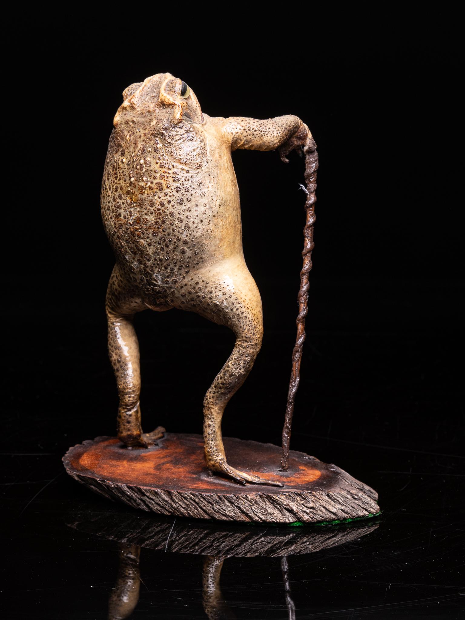 walking toad