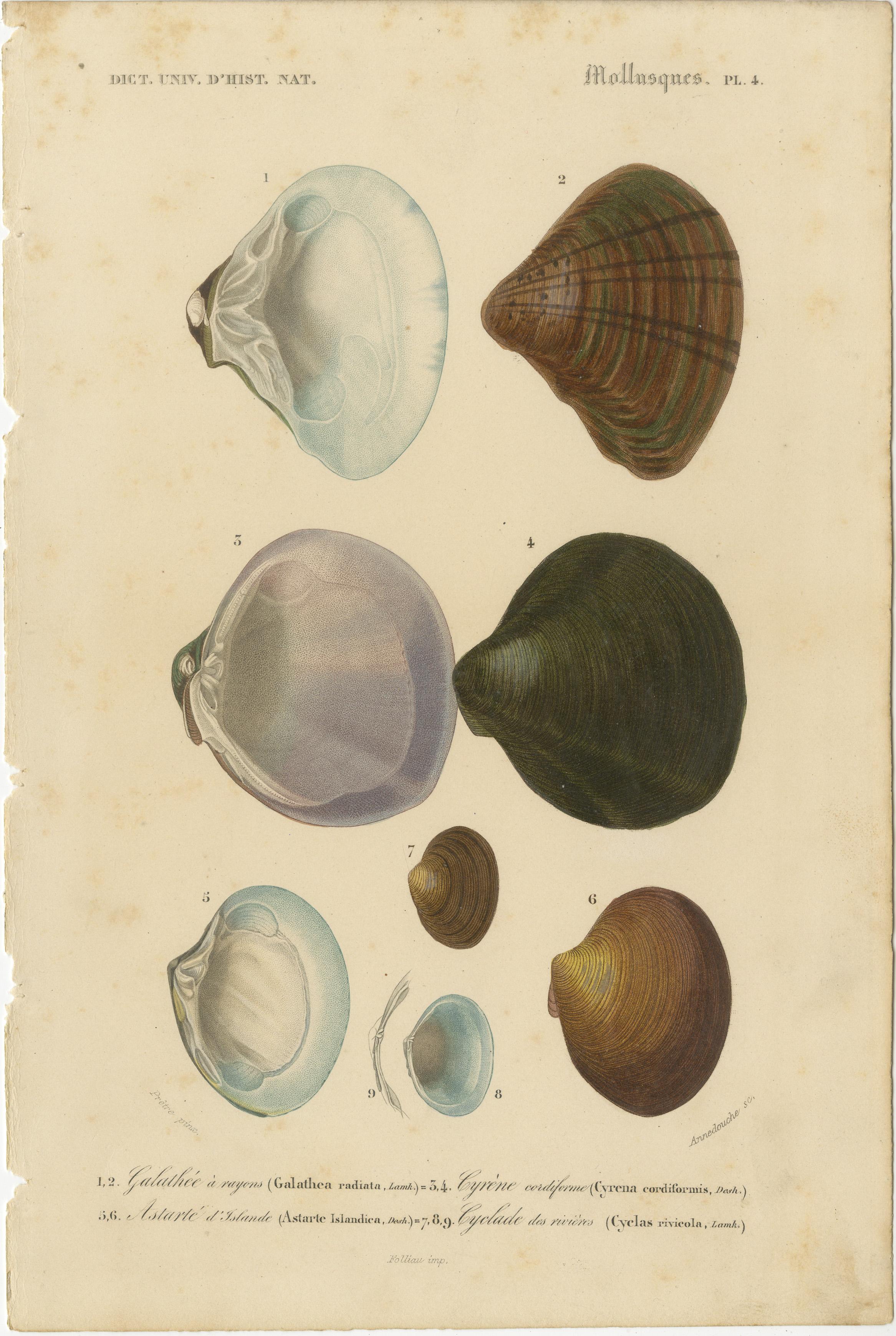 A Treasury of Molluscs: 19th Century Hand-Colored Illustrations In Good Condition For Sale In Langweer, NL