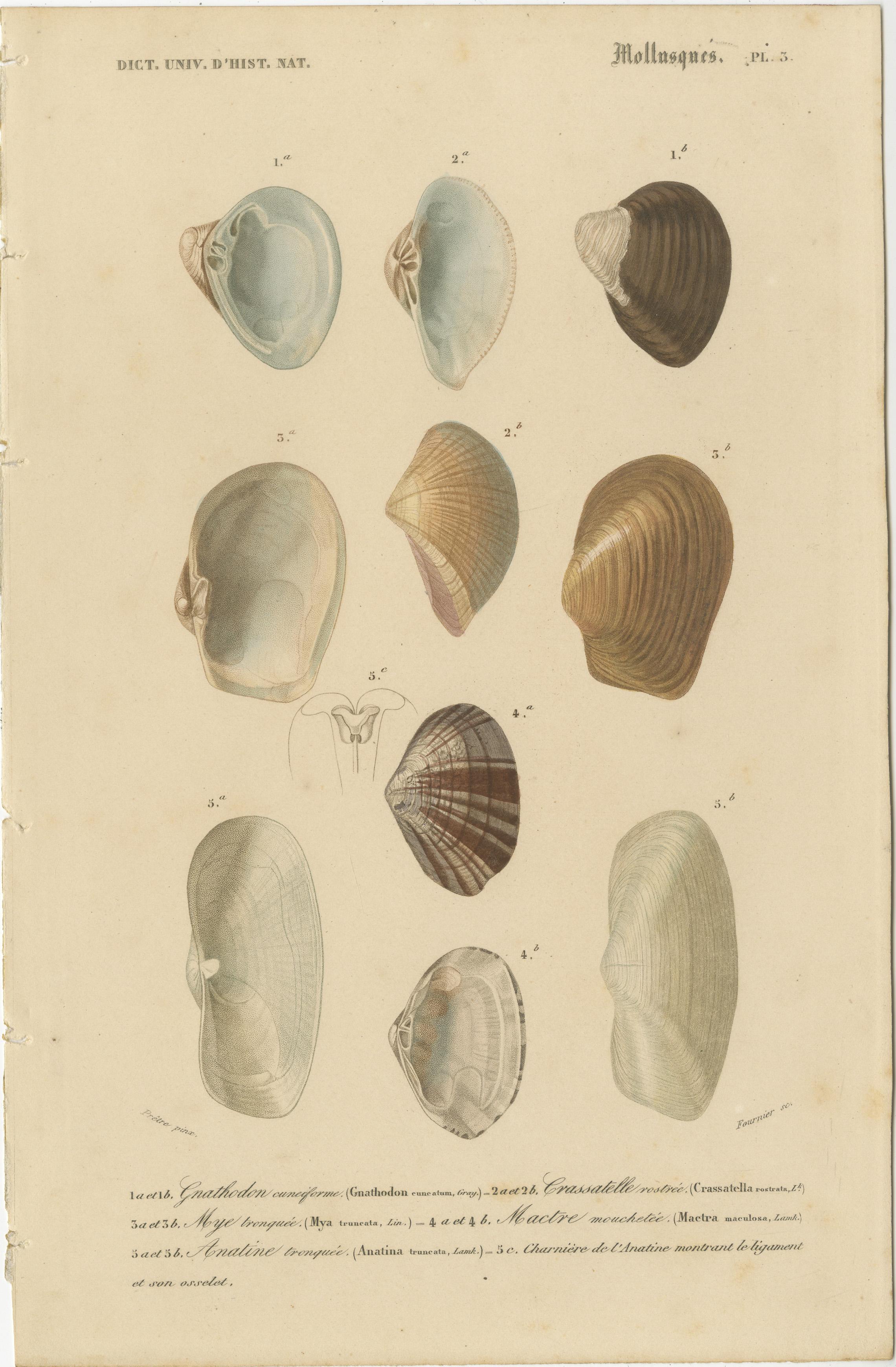 Mid-19th Century A Treasury of Molluscs: 19th Century Hand-Colored Illustrations For Sale