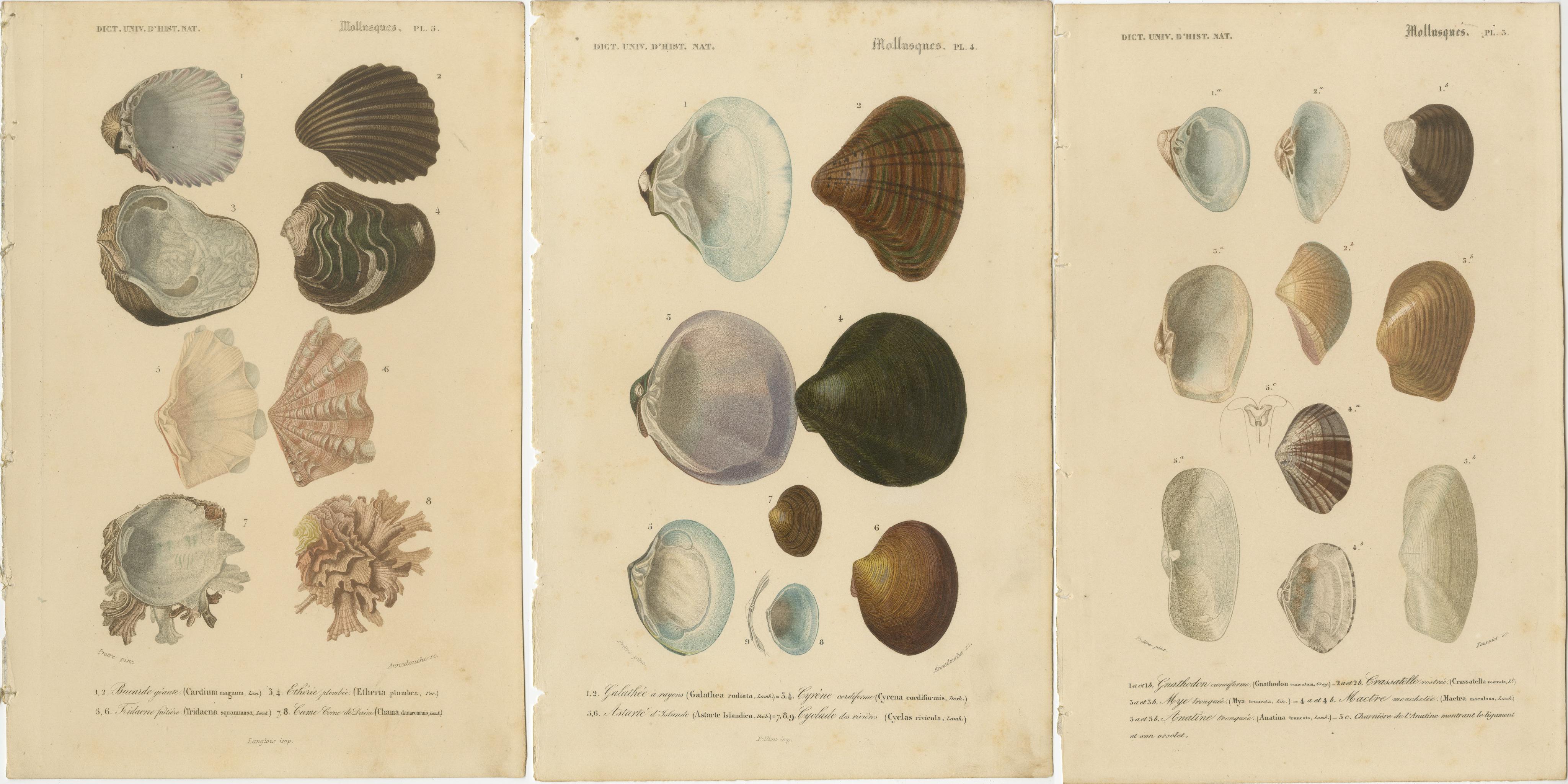 Paper A Treasury of Molluscs: 19th Century Hand-Colored Illustrations For Sale