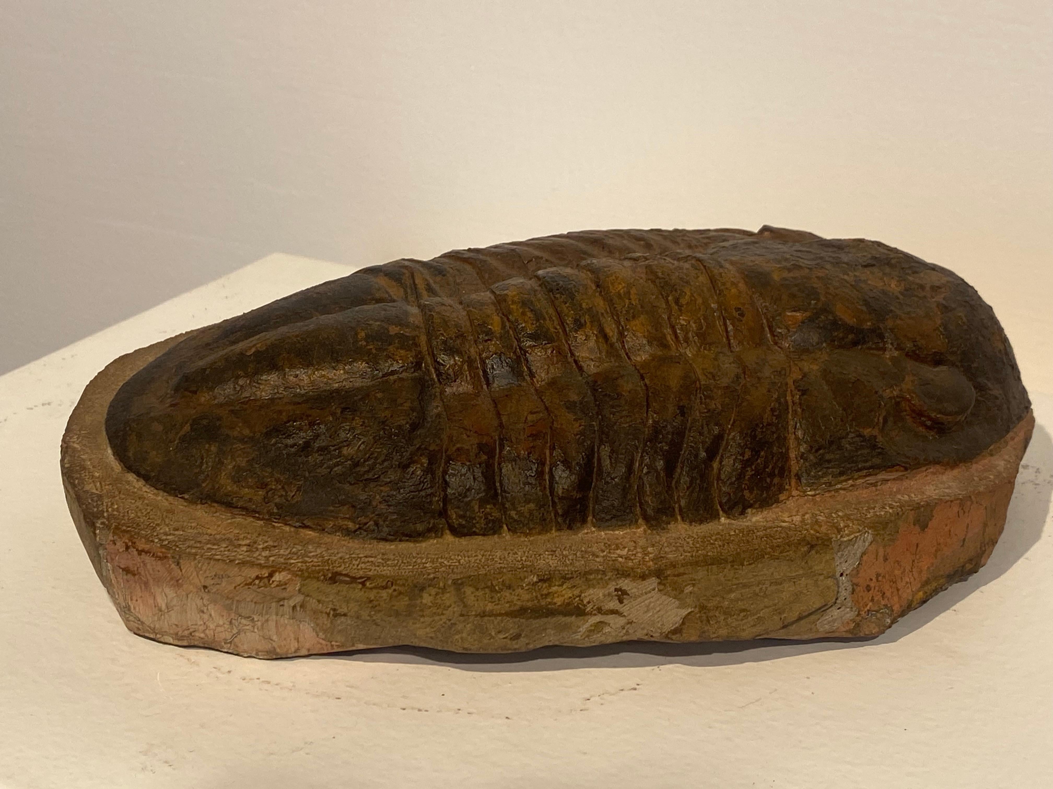 Lucidato Un fossile di trilobite in vendita