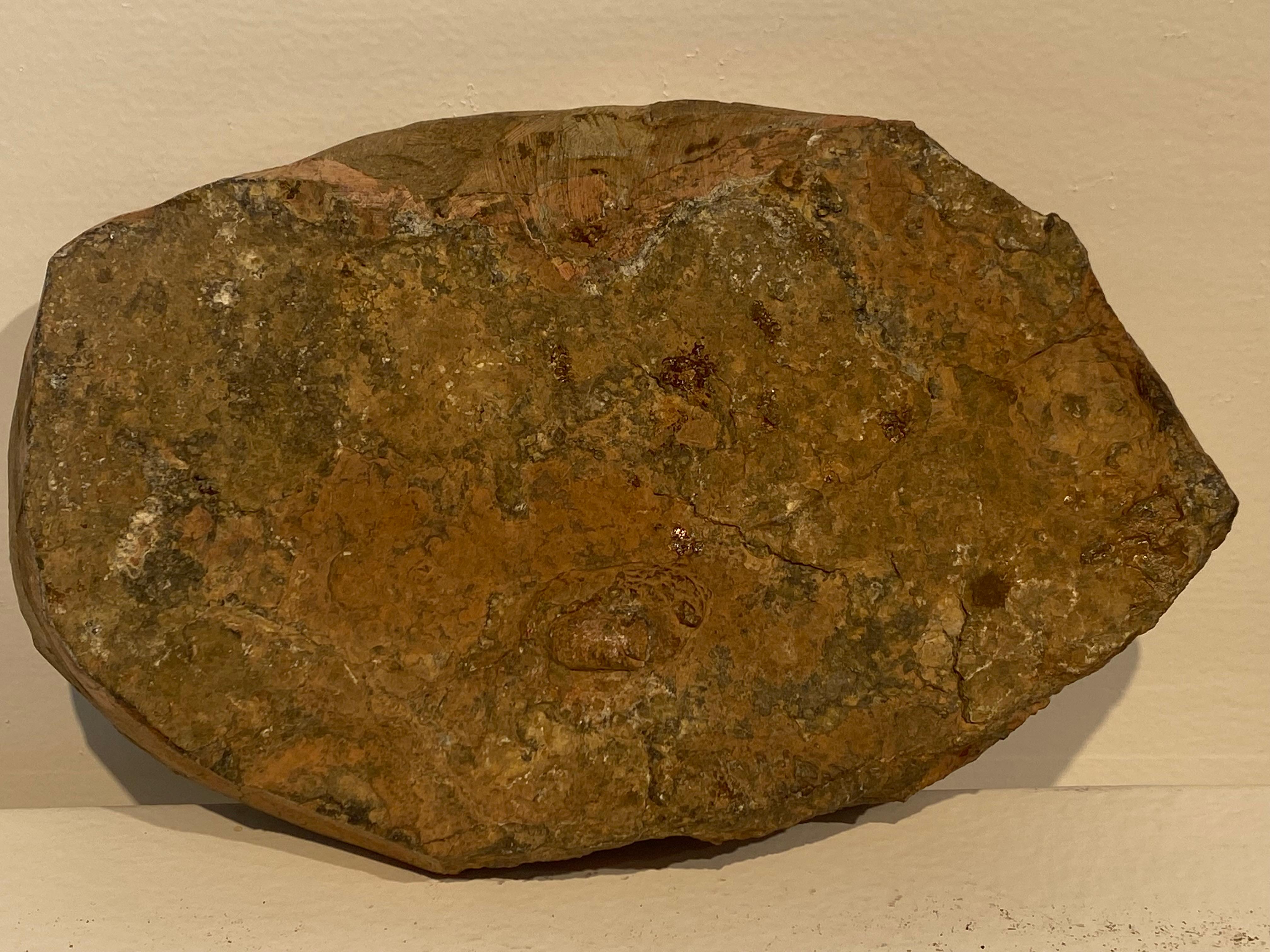 Un fossile di trilobite In condizioni discrete in vendita a Schellebelle, BE