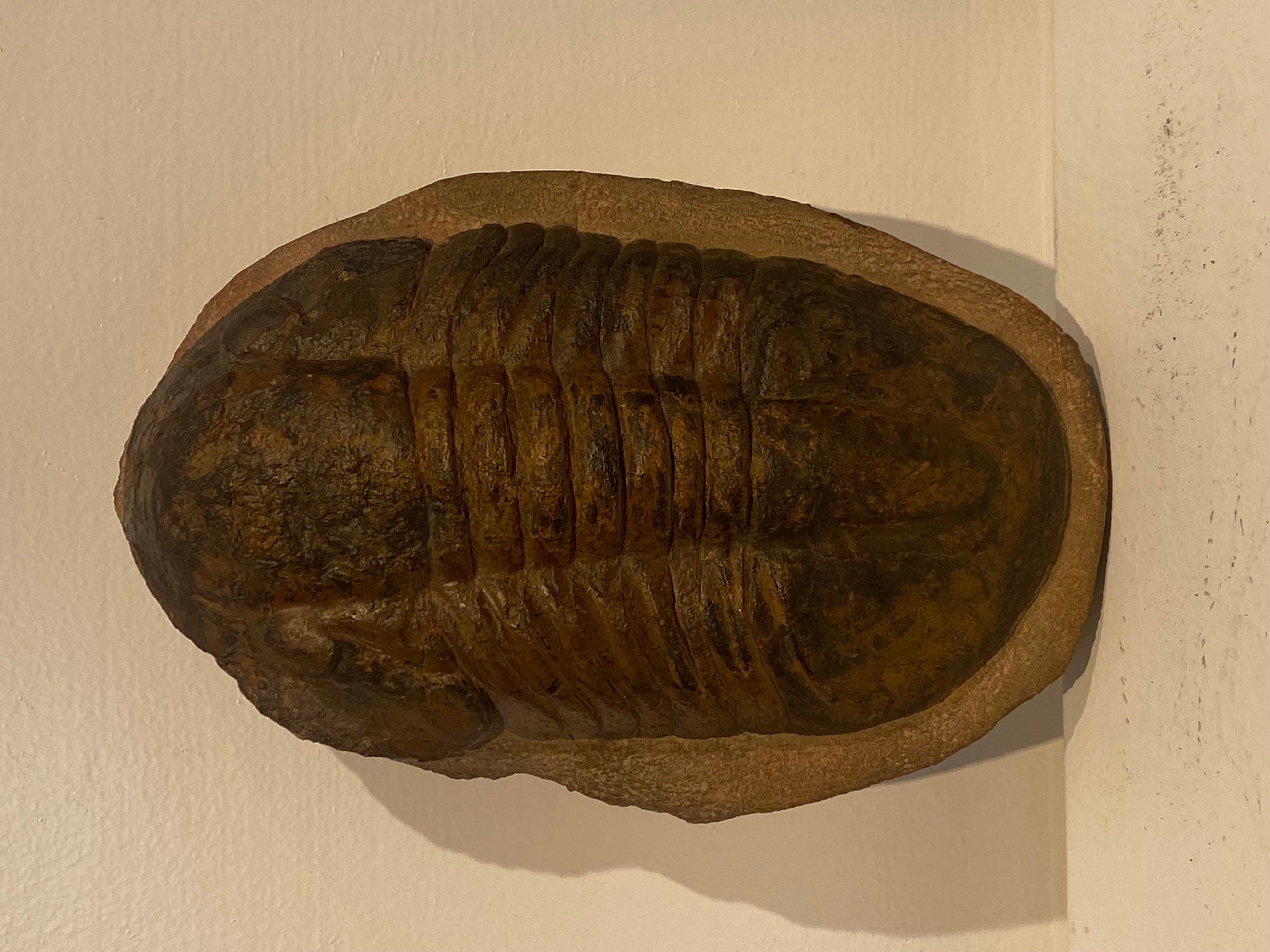 Fino al XVIII secolo Un fossile di trilobite in vendita