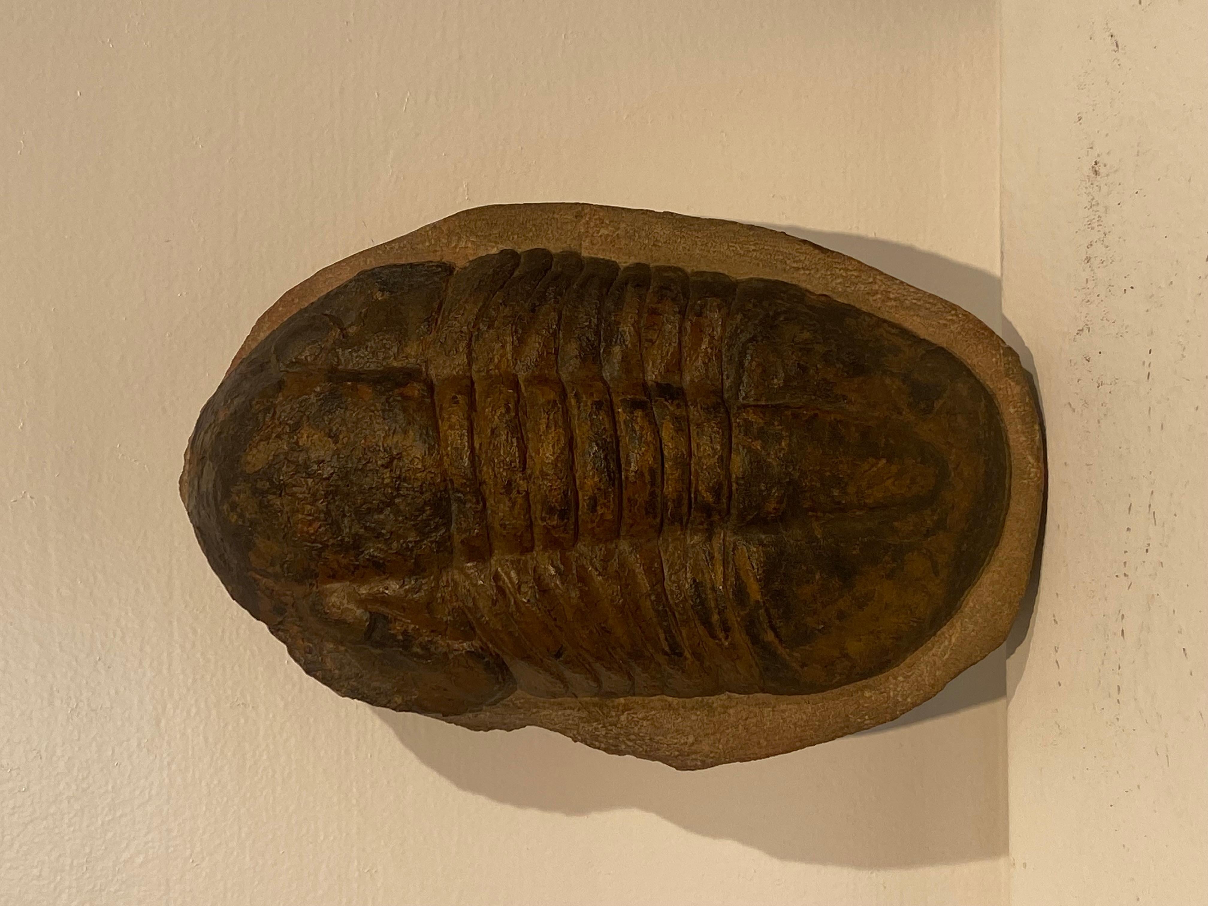 Ironstone Un fossile di trilobite in vendita