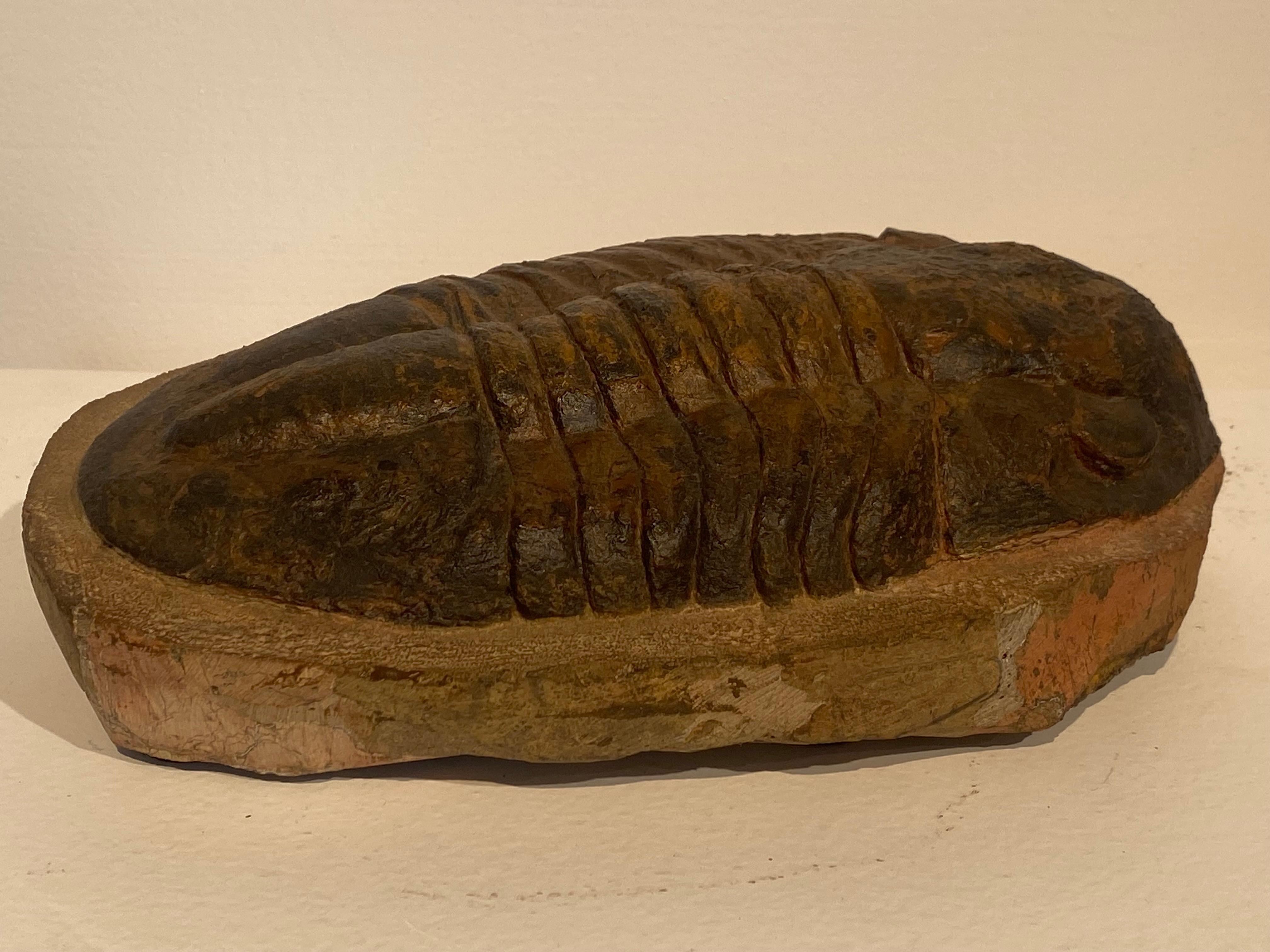 Un fossile di trilobite in vendita 1