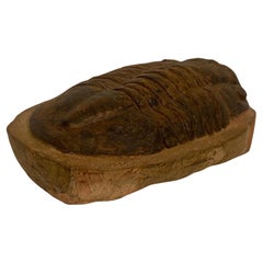 Un fósil de trilobite