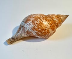 A True Tulip Decorative Seashell