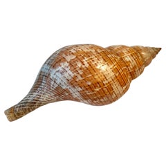 A True Tulip Decorative Seashell