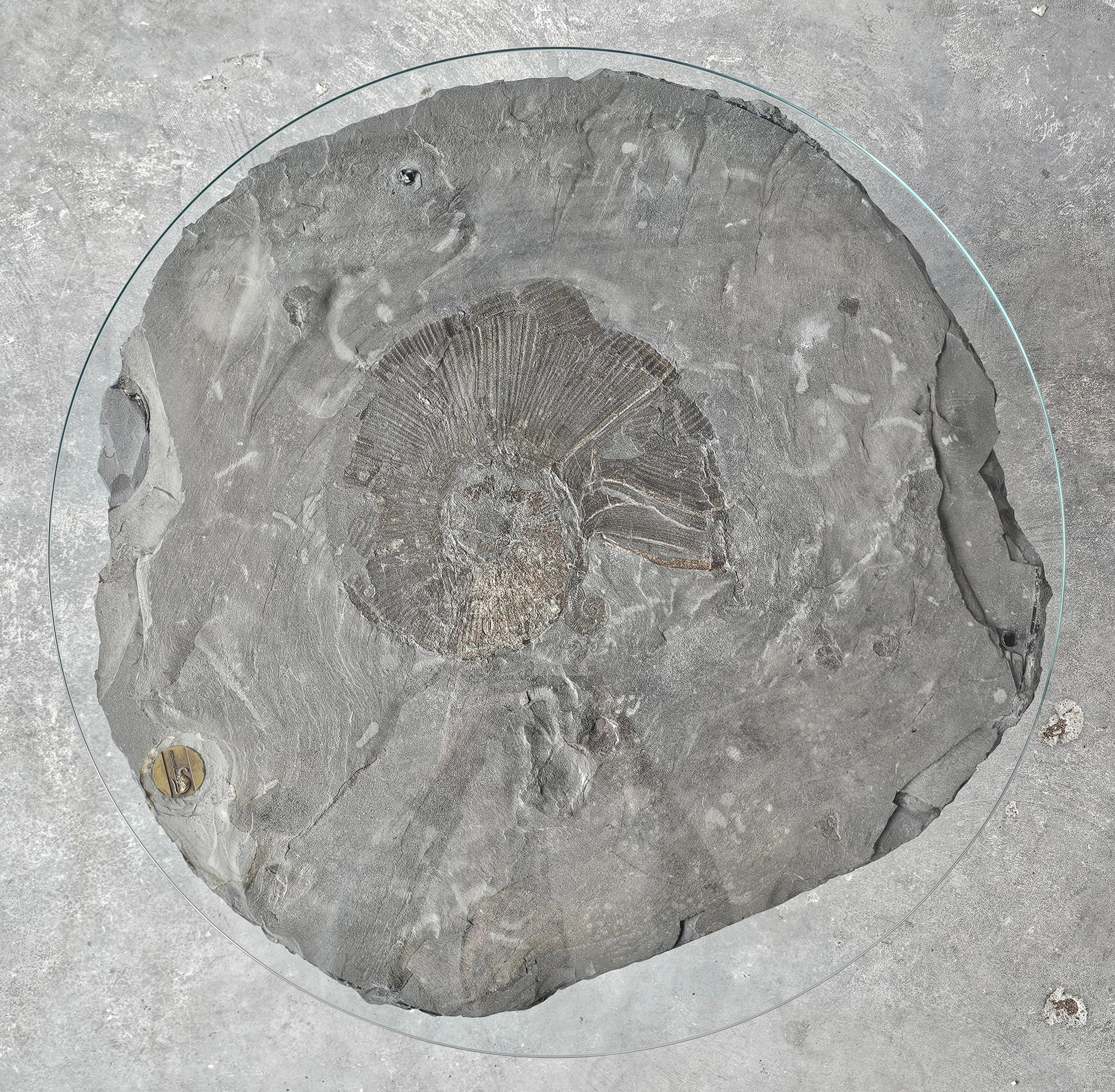 A unique side table done in fossil stone with Ammonite Lytoceras fossil top For Sale 5