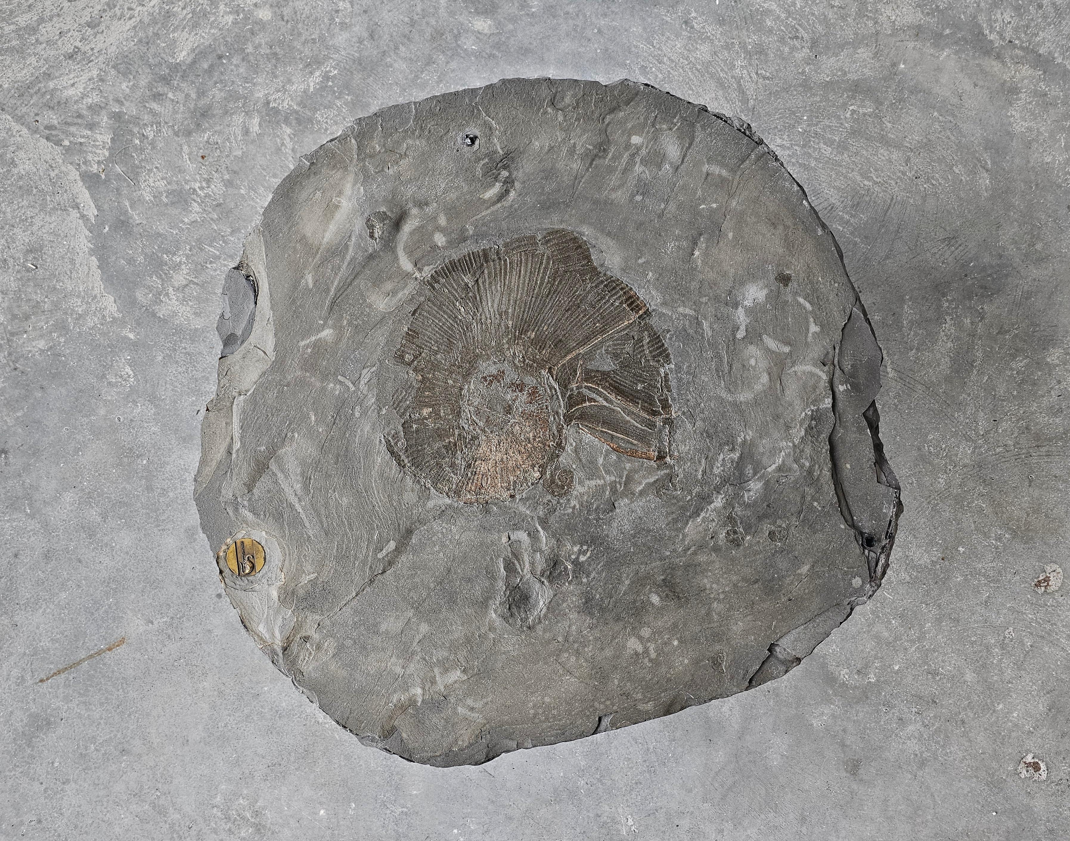 In this listing you will find a unique Postmodern Coffee Table with a stone top, with Ammonite Lytoceras fossil in its center. Table was manufactured by Geolinea in 1995, an Italian company specializing in use of fossil stones in their designs. The