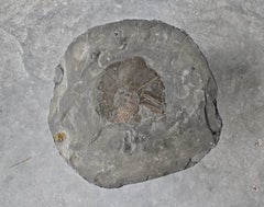 A unique side table done in fossil stone with Ammonite Lytoceras fossil top