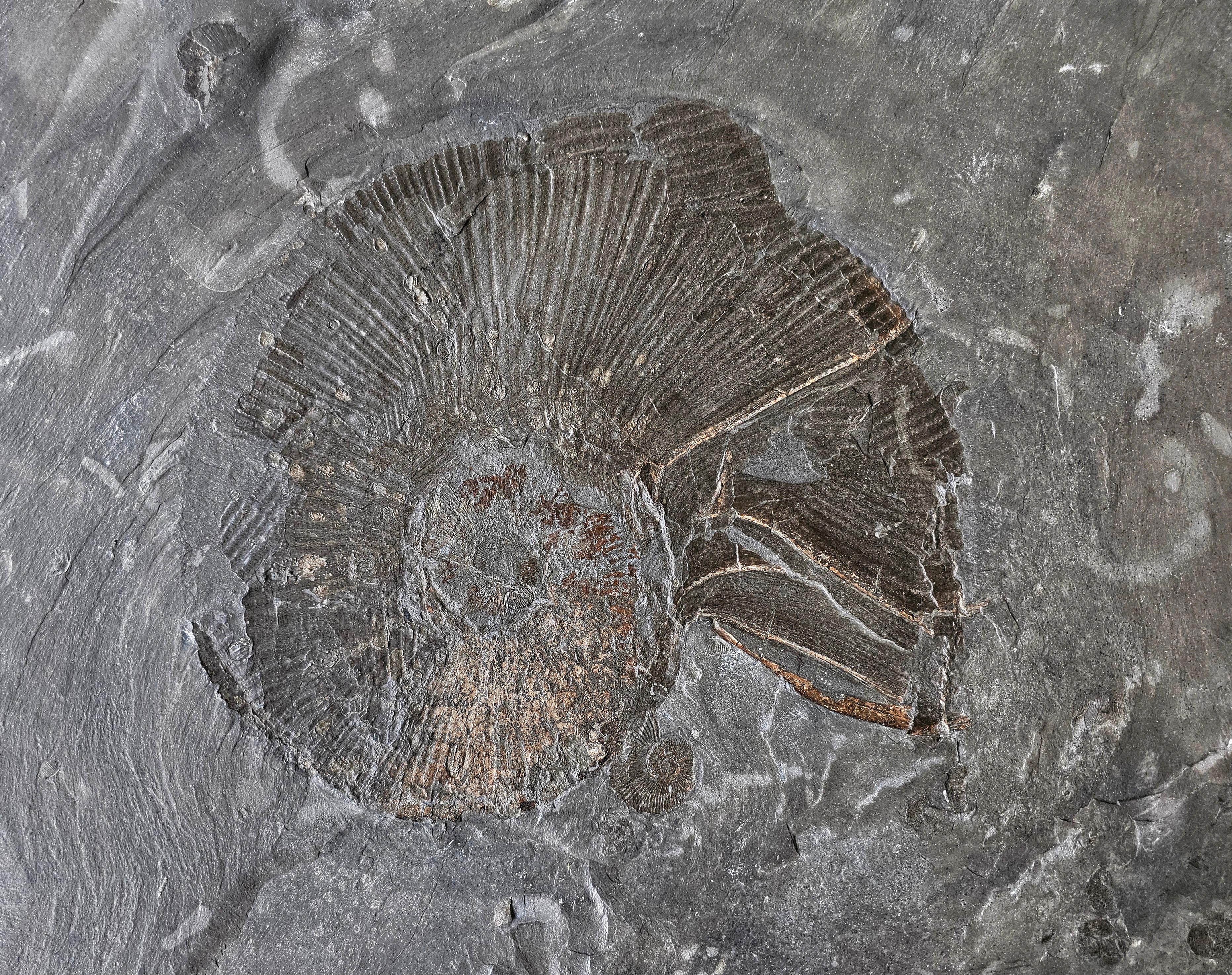 Post-Modern A unique side table done in fossil stone with Ammonite Lytoceras fossil top For Sale
