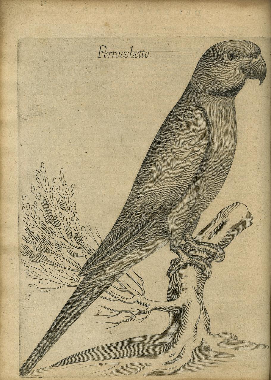 Livre très illustré sur les oiseaux, Giovanni P. Olina : « Uccelliera », 1622 Bon état - En vente à Middletown, NY