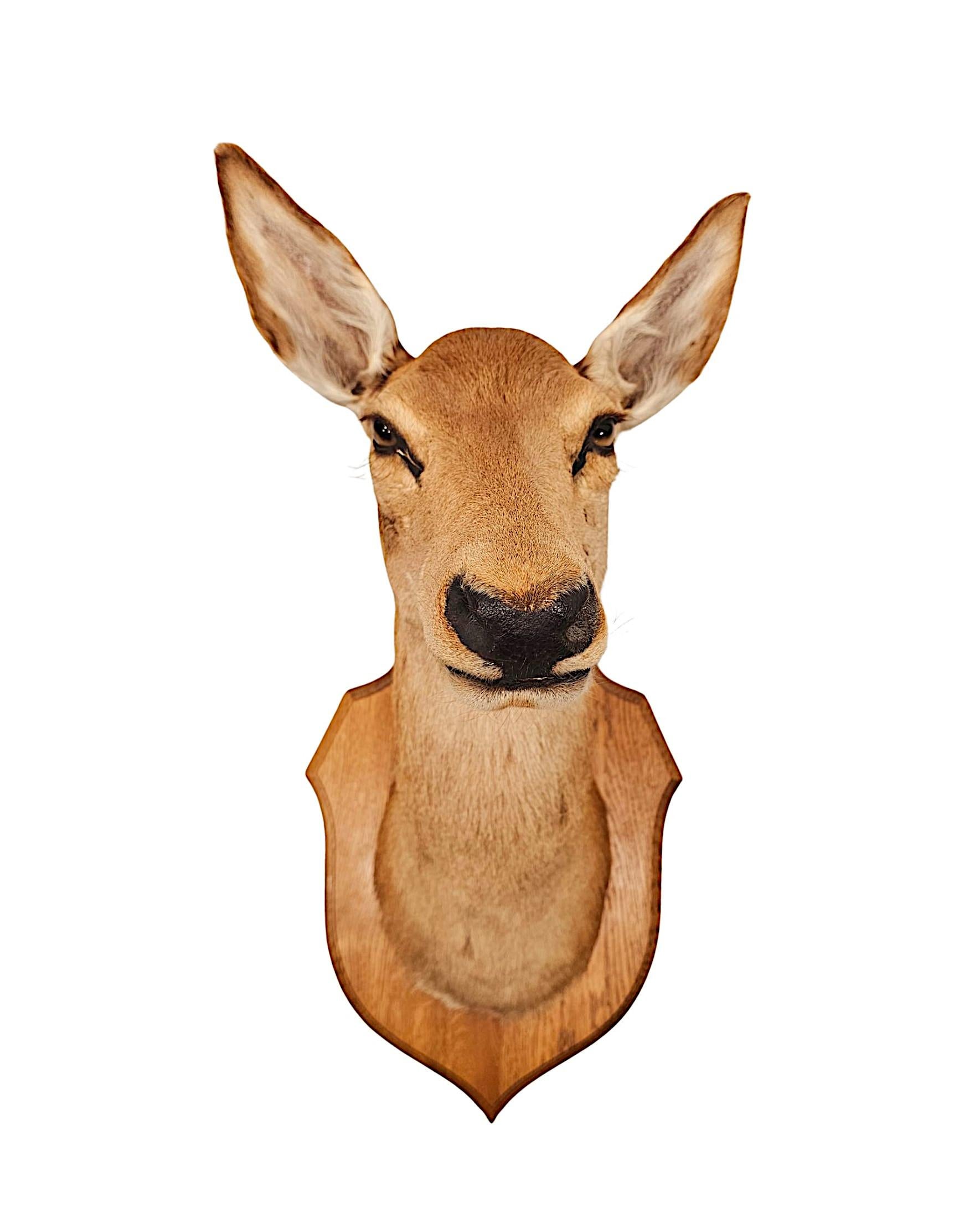 Anglais Très belle tête de cerf de taxidermie du 20ème siècle en vente