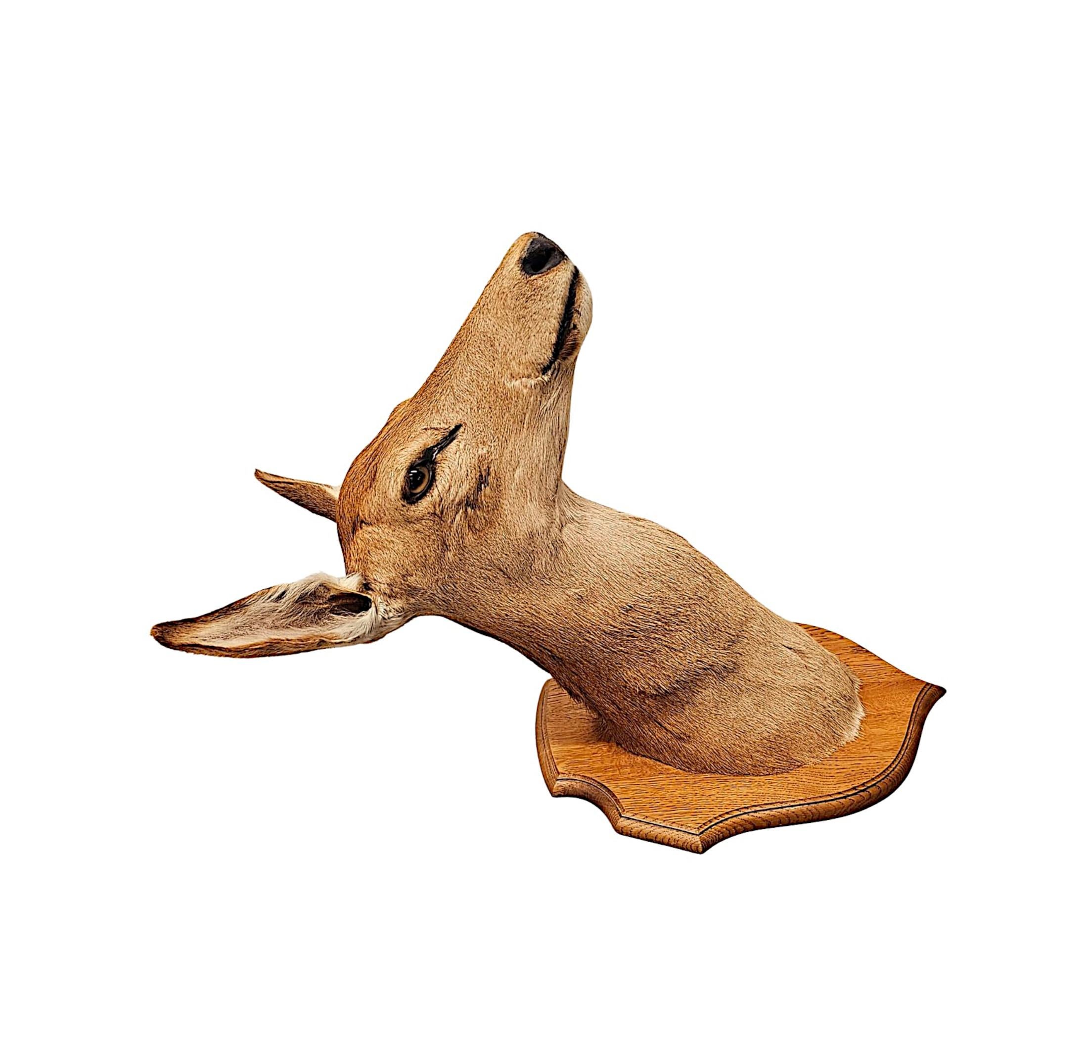 20ième siècle Très belle tête de cerf de taxidermie du 20ème siècle en vente