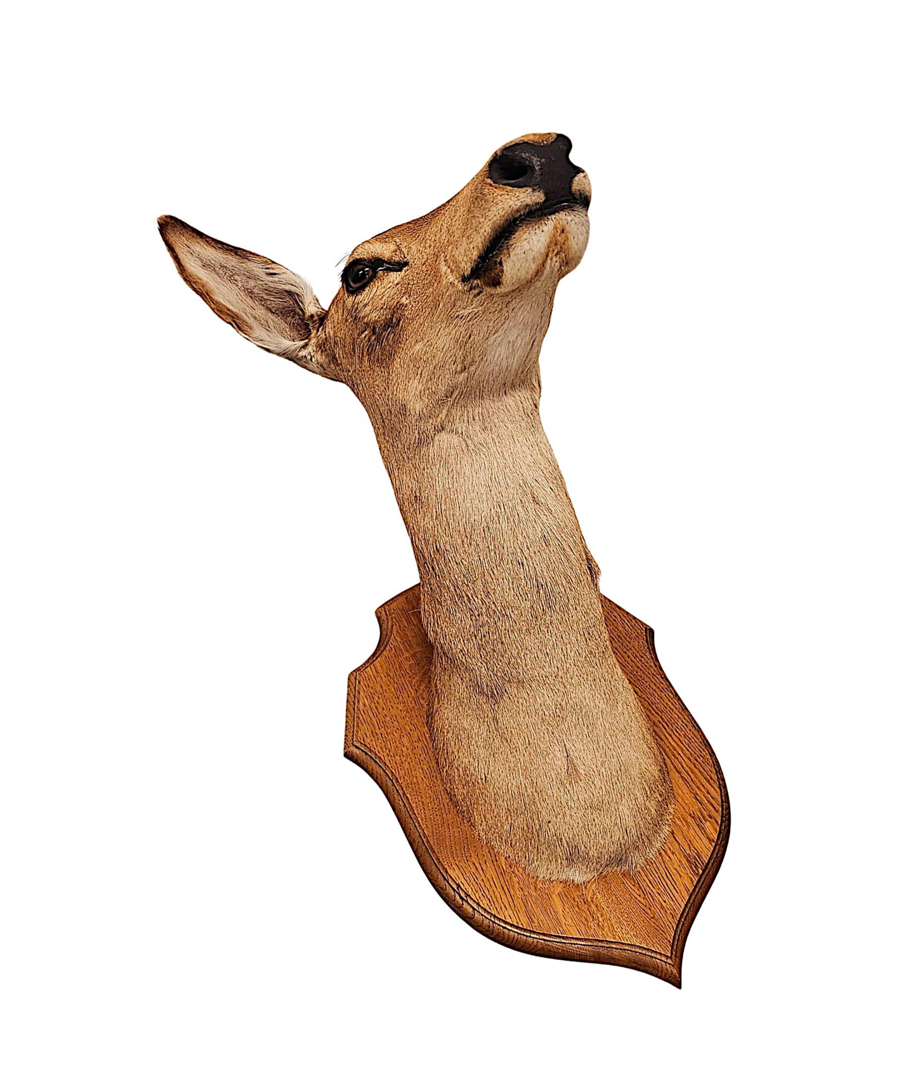Chêne Très belle tête de cerf de taxidermie du 20ème siècle en vente