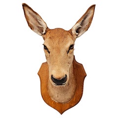 Ein sehr schöner Hirschkopf aus Taxidermie des 20.