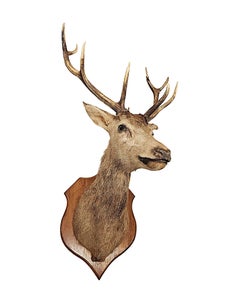 A Very Fine Large 20th Century Taxidermy Stags Head