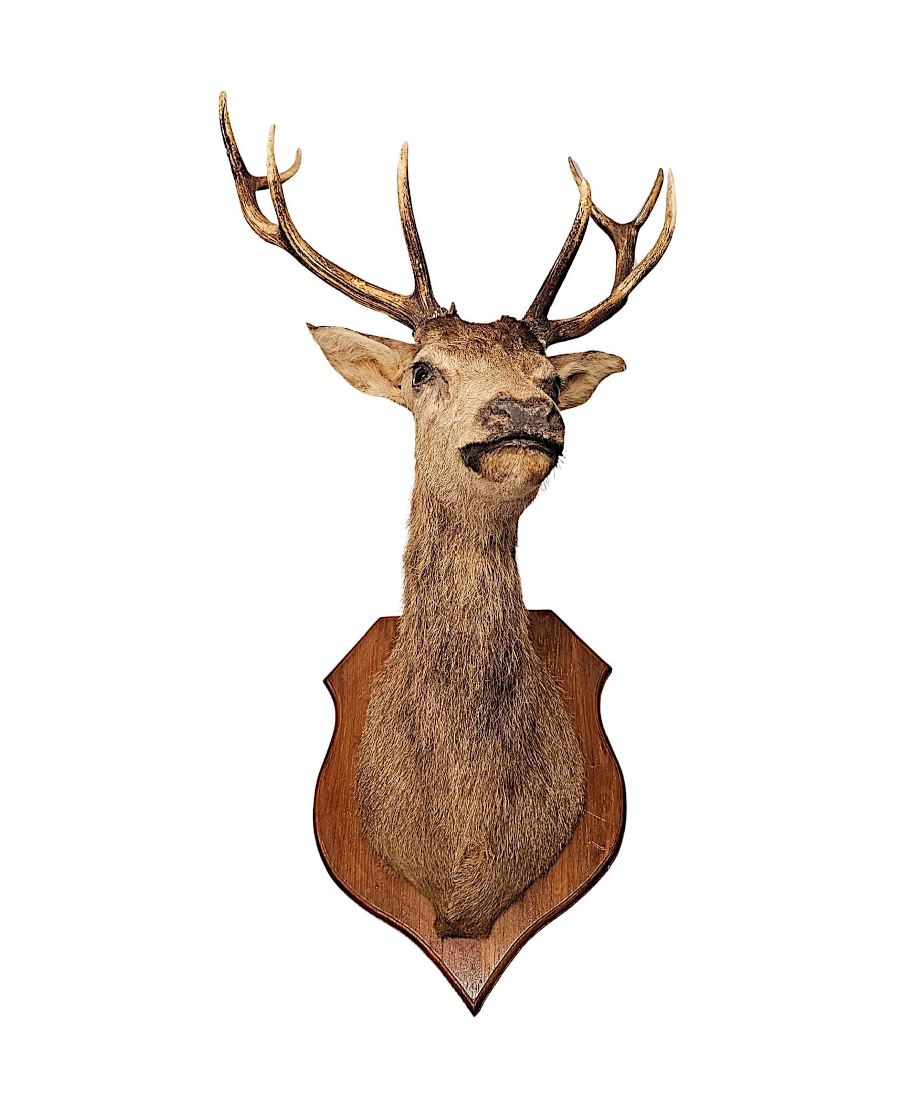 20ième siècle Très belle tête de cerf de taxidermie du 20e siècle en vente
