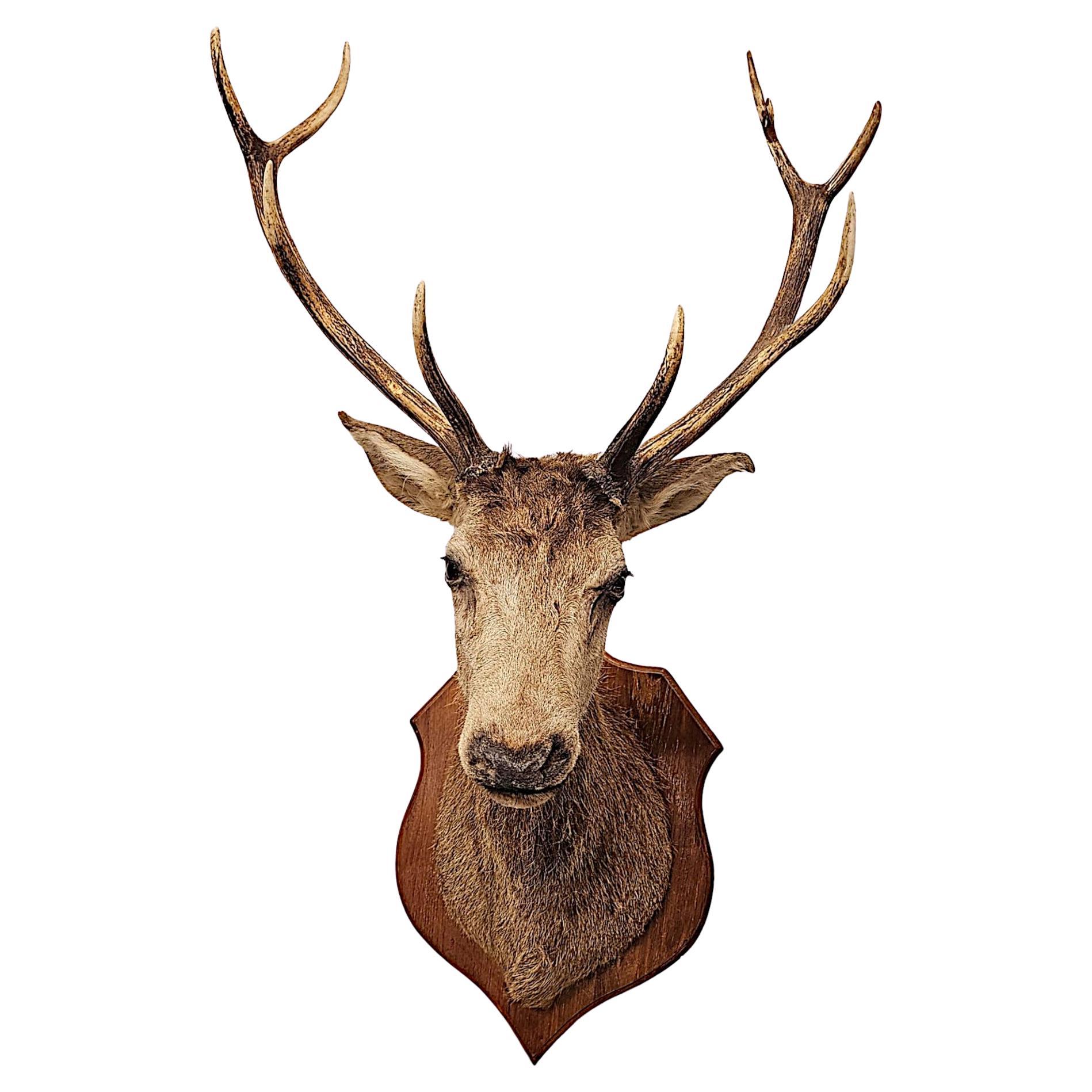 A Very Fine Large 20th Century Taxidermy Stags Head
