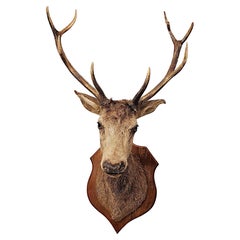 A Very Fine Large 20th Century Taxidermy Stags Head