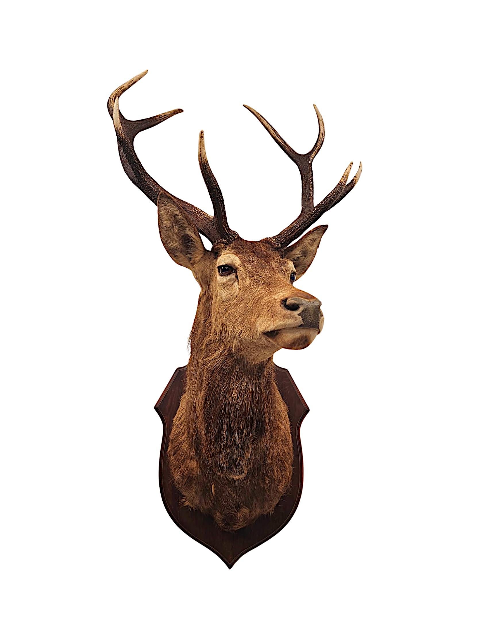 Ein sehr feiner und schön detailliert taxidermischer Hirschkopf, montiert auf einer gut gemaserten Eichenschildtafel. 