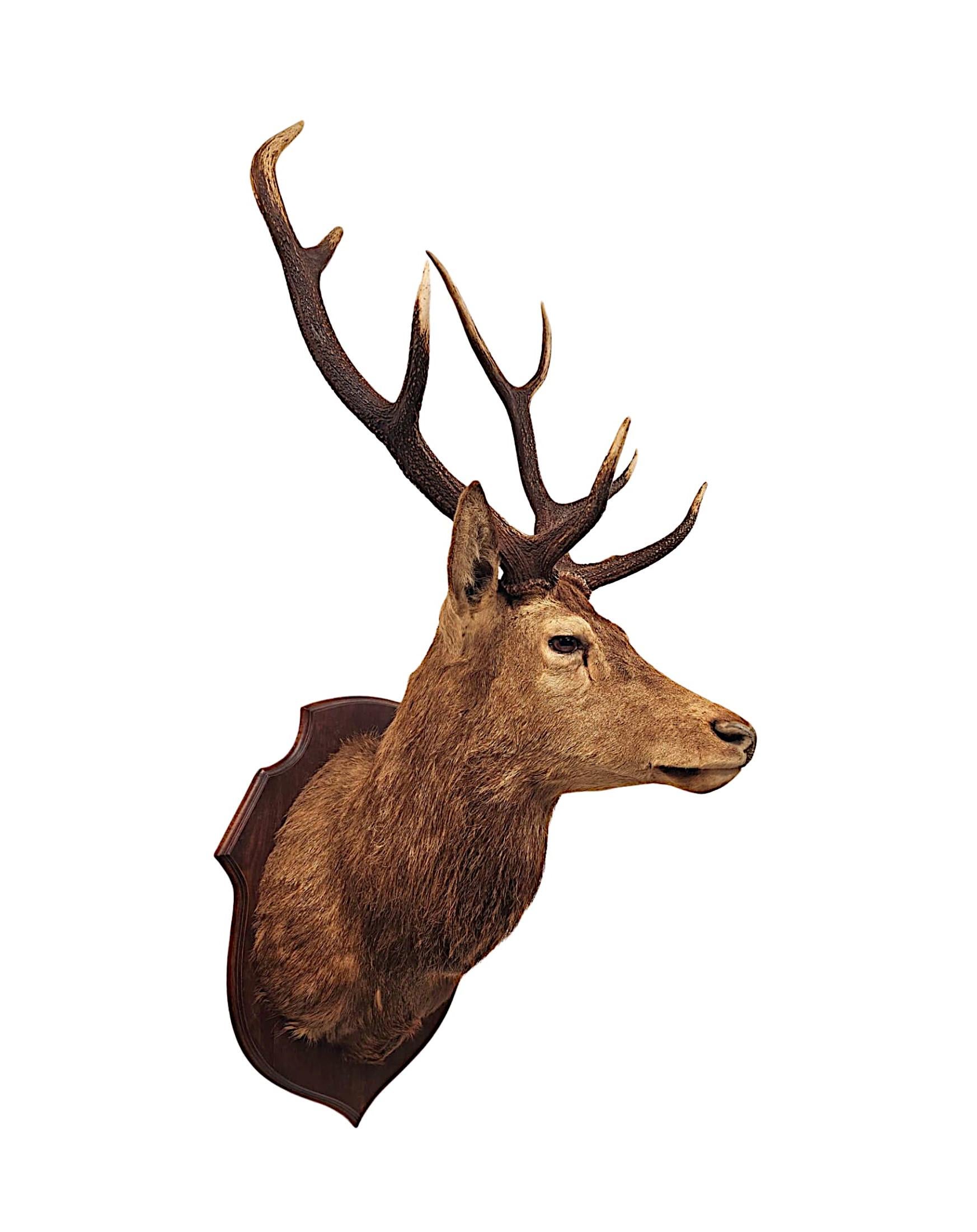 Ein sehr schöner Taxidermie-Schlangenkopf (Englisch) im Angebot