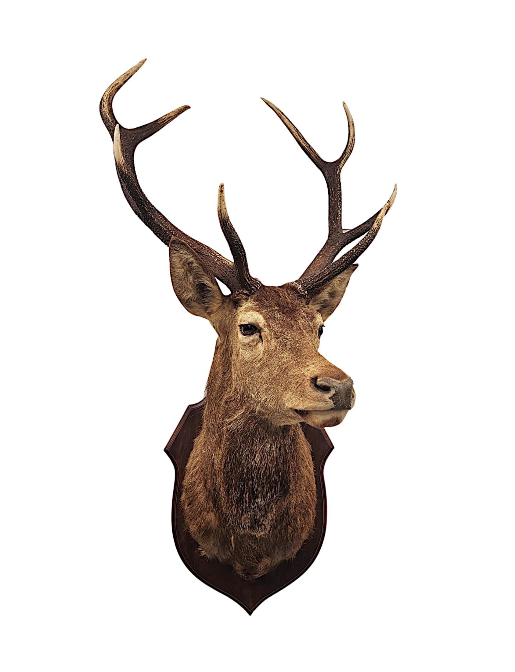Ein sehr schöner Taxidermie-Schlangenkopf (Eichenholz) im Angebot