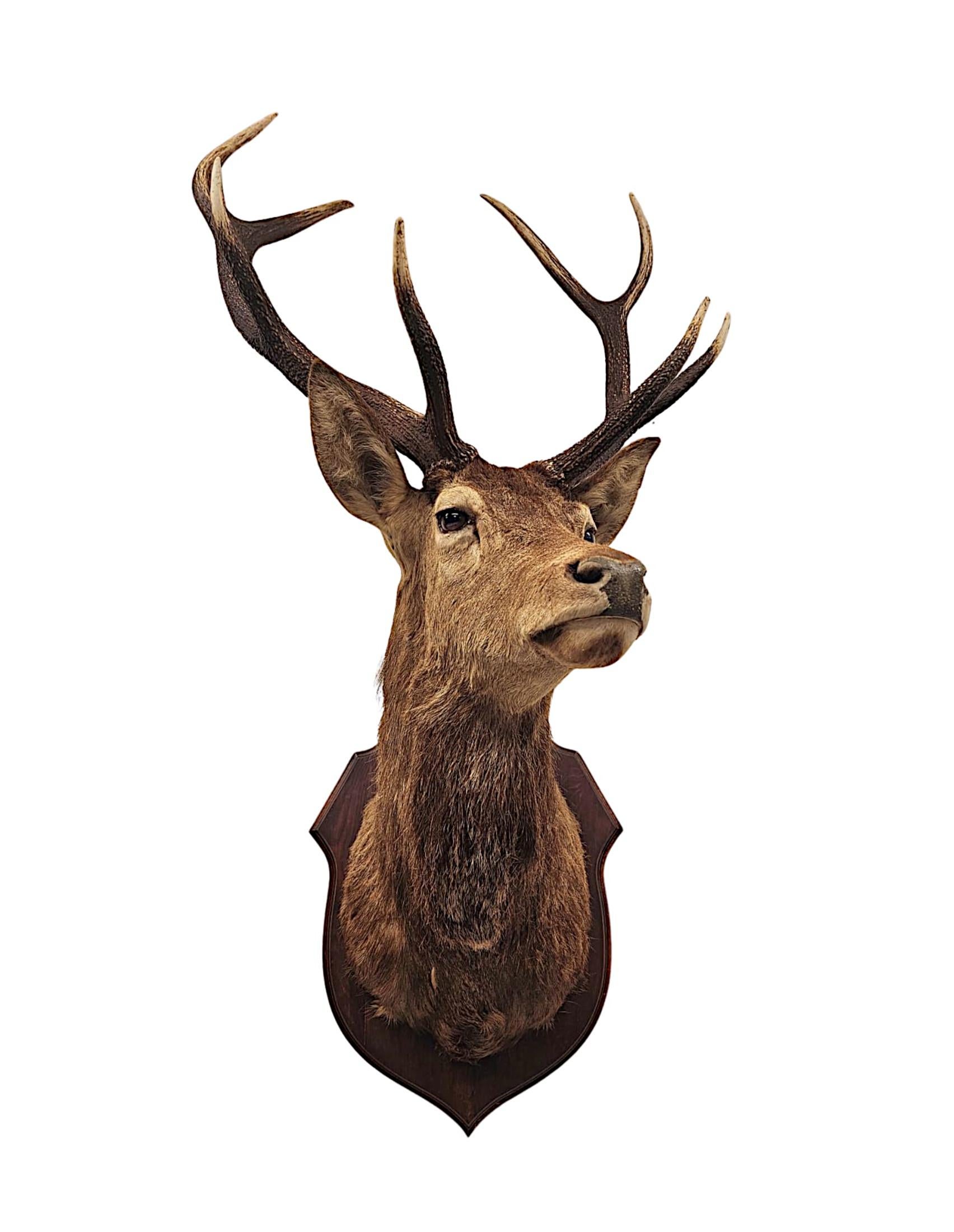 Ein sehr schöner Taxidermie-Schlangenkopf im Angebot 1