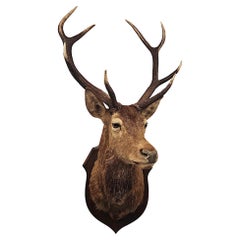 A Very Fine Taxidermy Stags Head