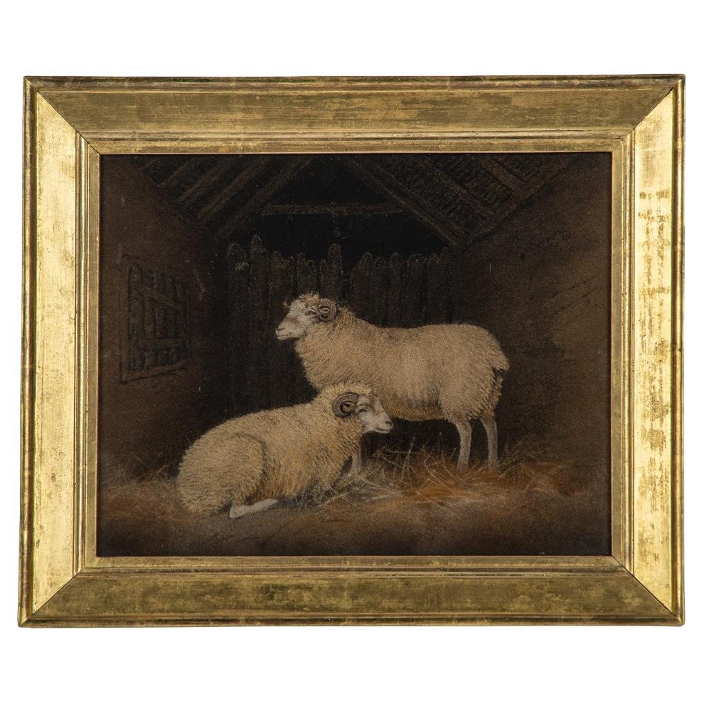 Une très bonne photo de moutons par Benjamin Zobel