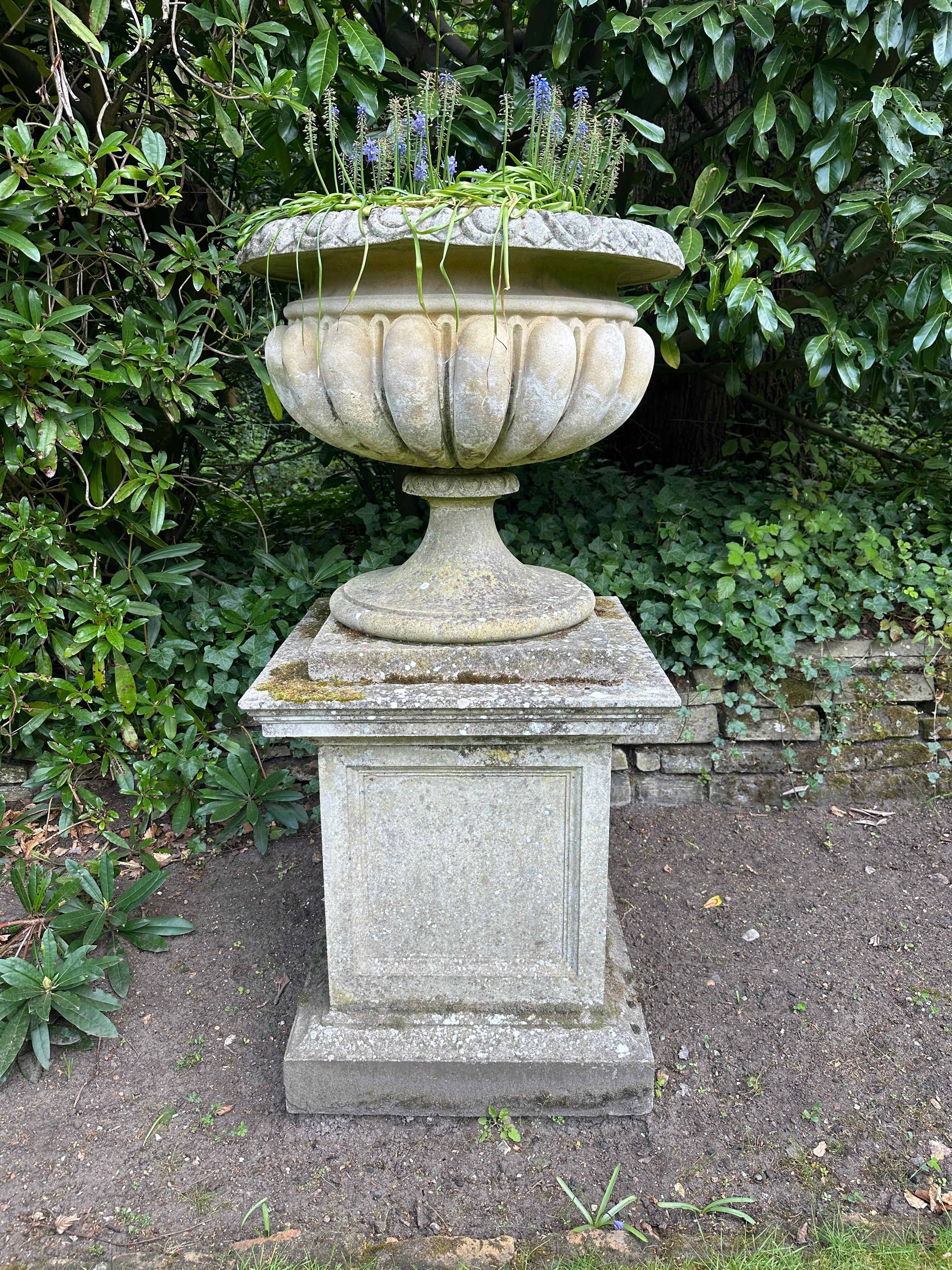 A very large substantial and organically well weathered Classical recon stone urn and pedestal. The egg and dart rim with gadrooned urn sitting on a tapering socle. The urn is stood on a very large square pedestal with fielded panels. Wonderfully