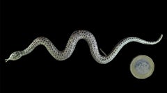 A very large  vintage 1920s Stirling silver and marcasite snake brooch