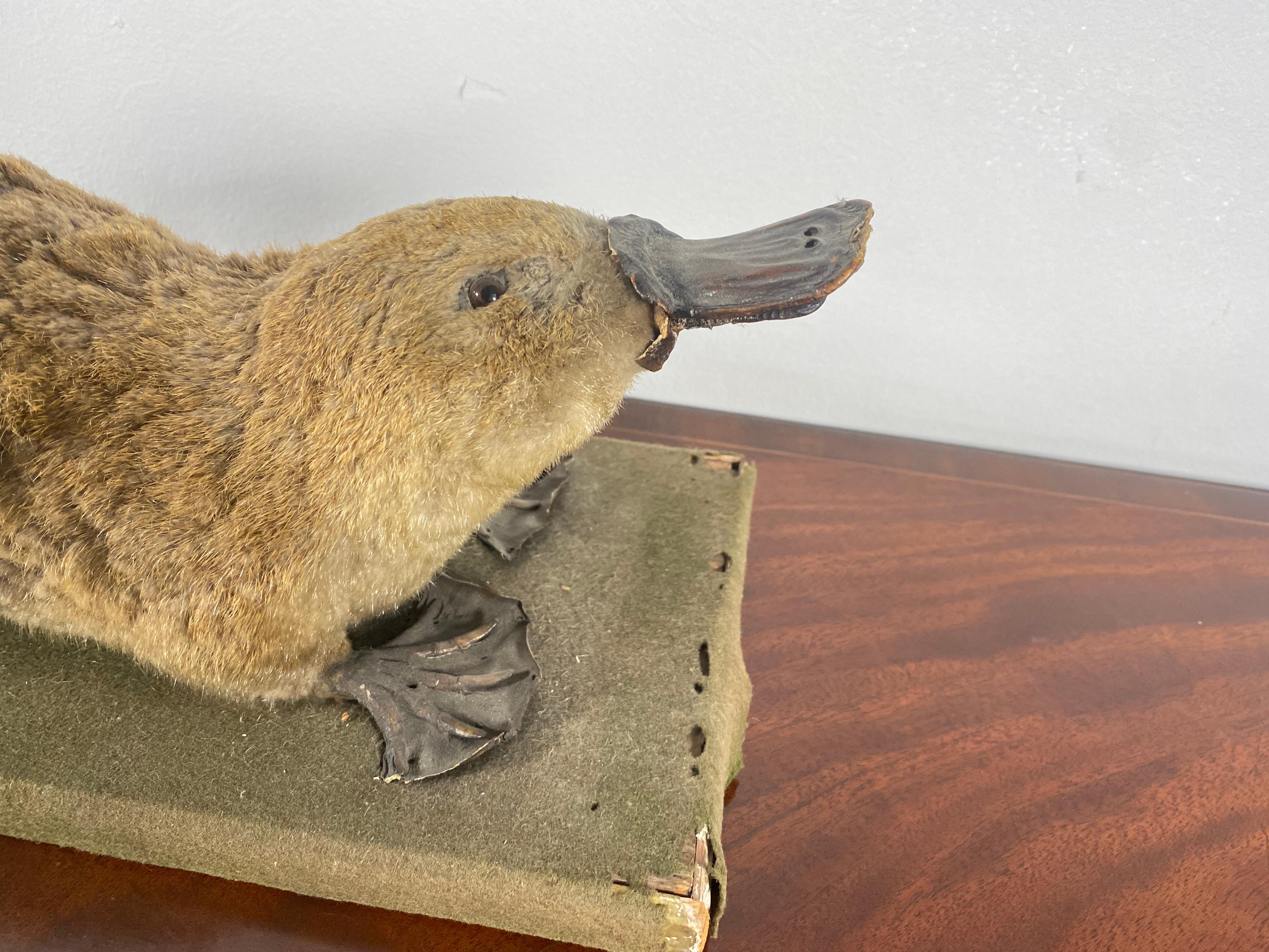 A wonderful and very rare victorian taxidermy study of a Platypus. Mounted on a green velvet board with tinted label E Allen and Co. York. With exhibition medals for 1889.

A rare opportunity to acquire a taxidermy of what has to be one of the