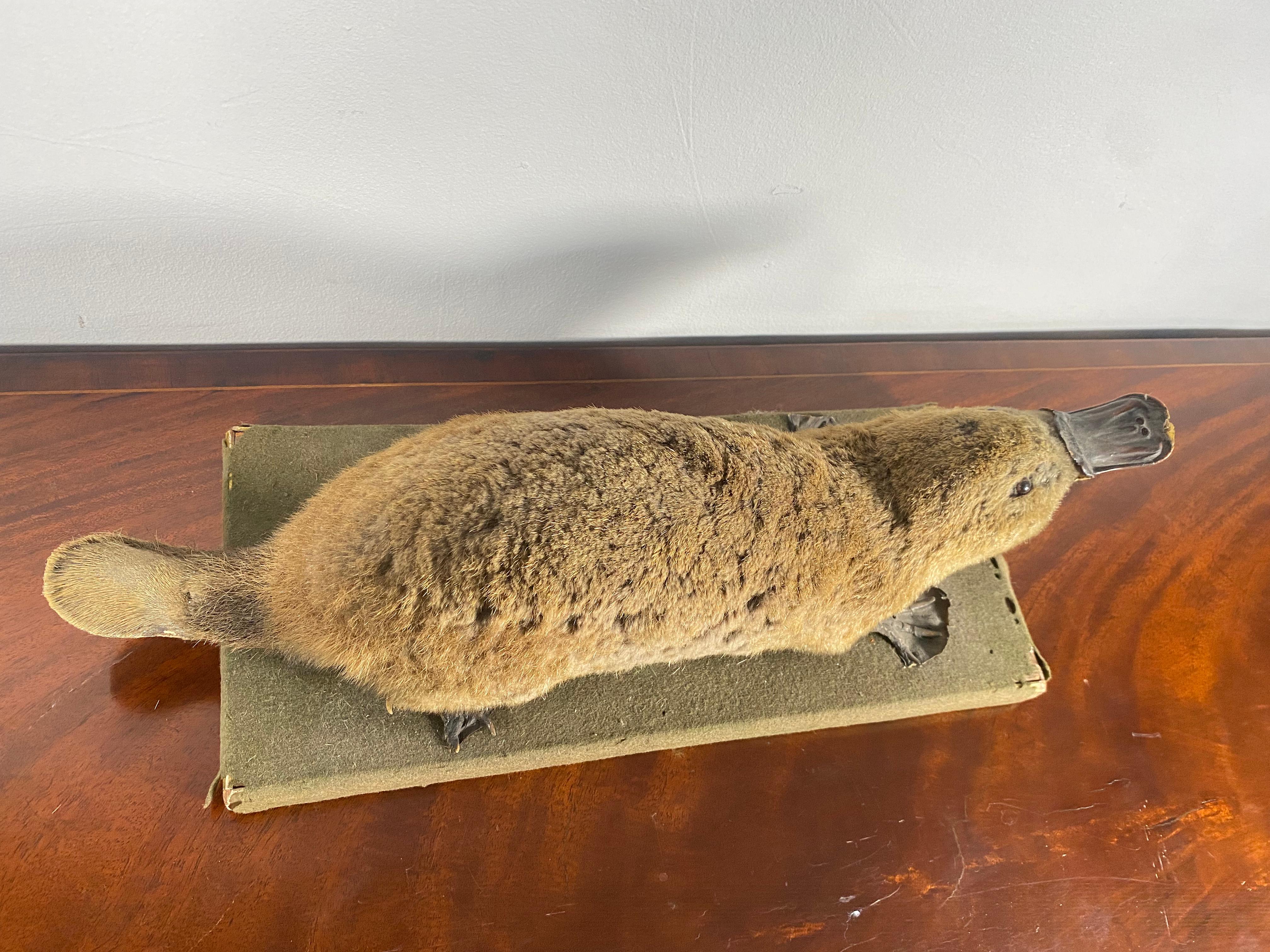 taxidermy platypus