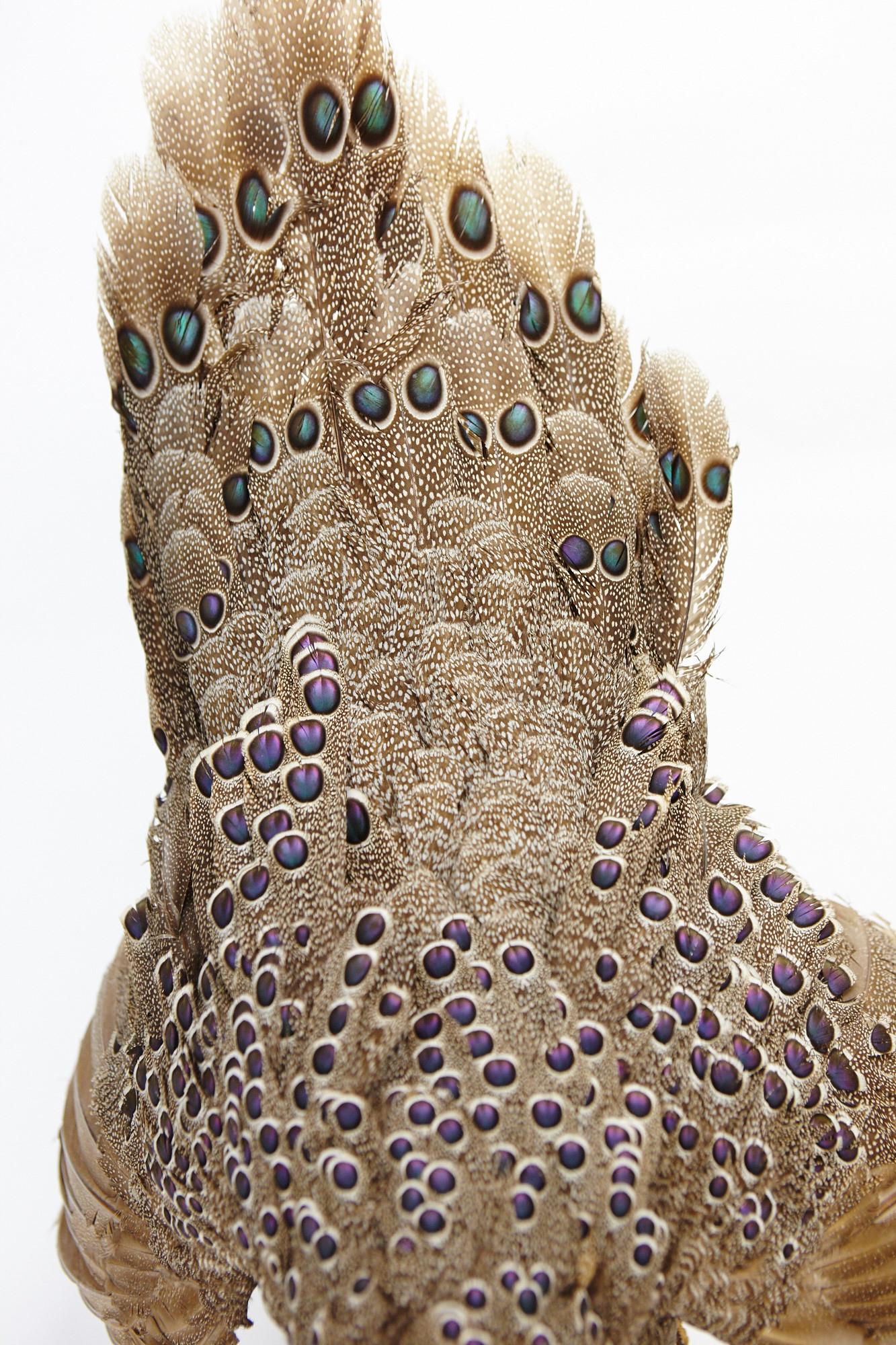 A taxidermy grey peacock-pheasant (POLYPLECTRON BICALCARATUM)
 
20th century
 
Naturalistically mounted on a wood branch, in courting position, showing its peacock-eyed plumage, mounted for wall-hanging, with ring. 

Measures: H. approximate