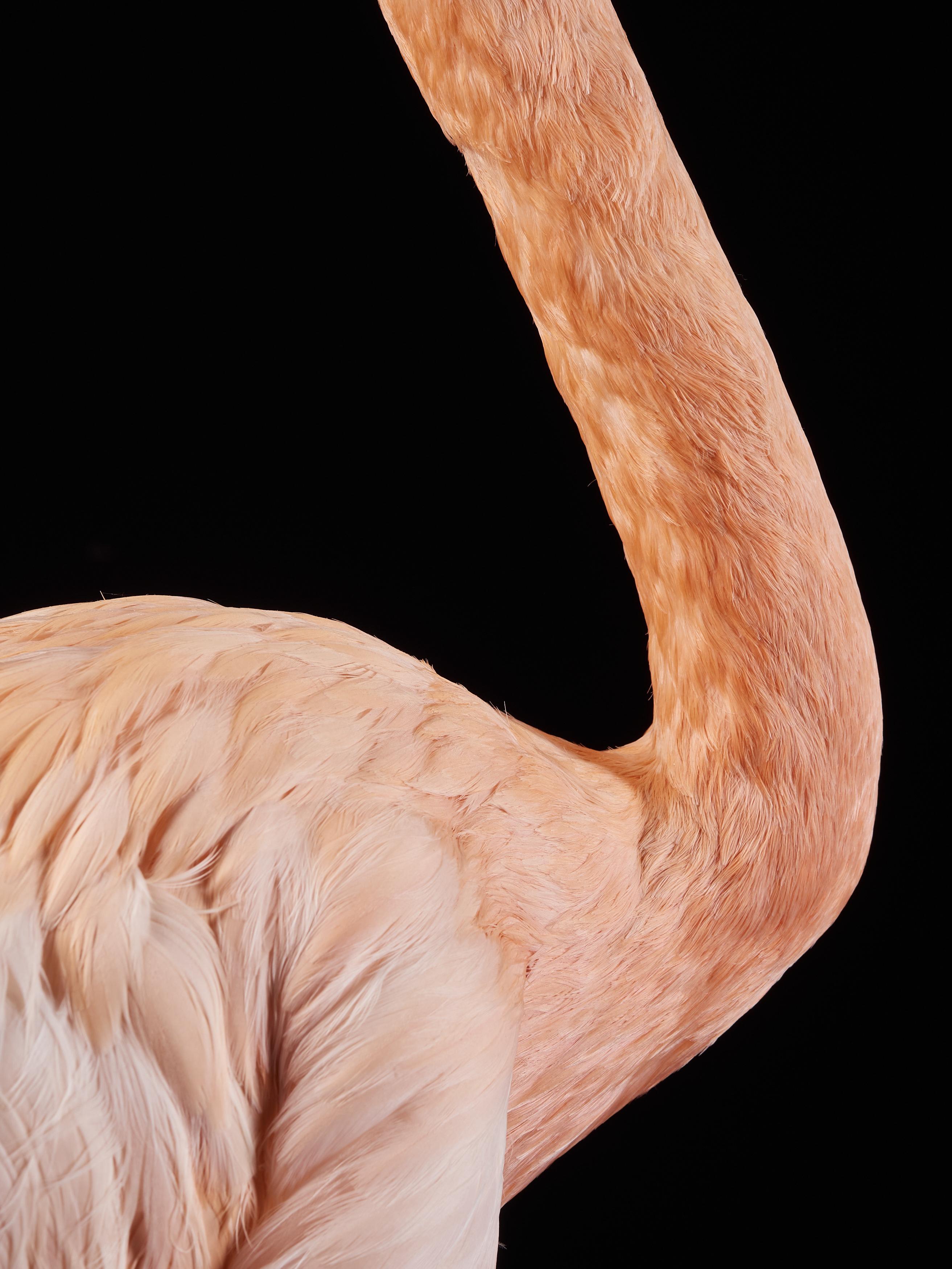 Victorian Flamingo 'Phoenicopteridae' Taxidermy 4