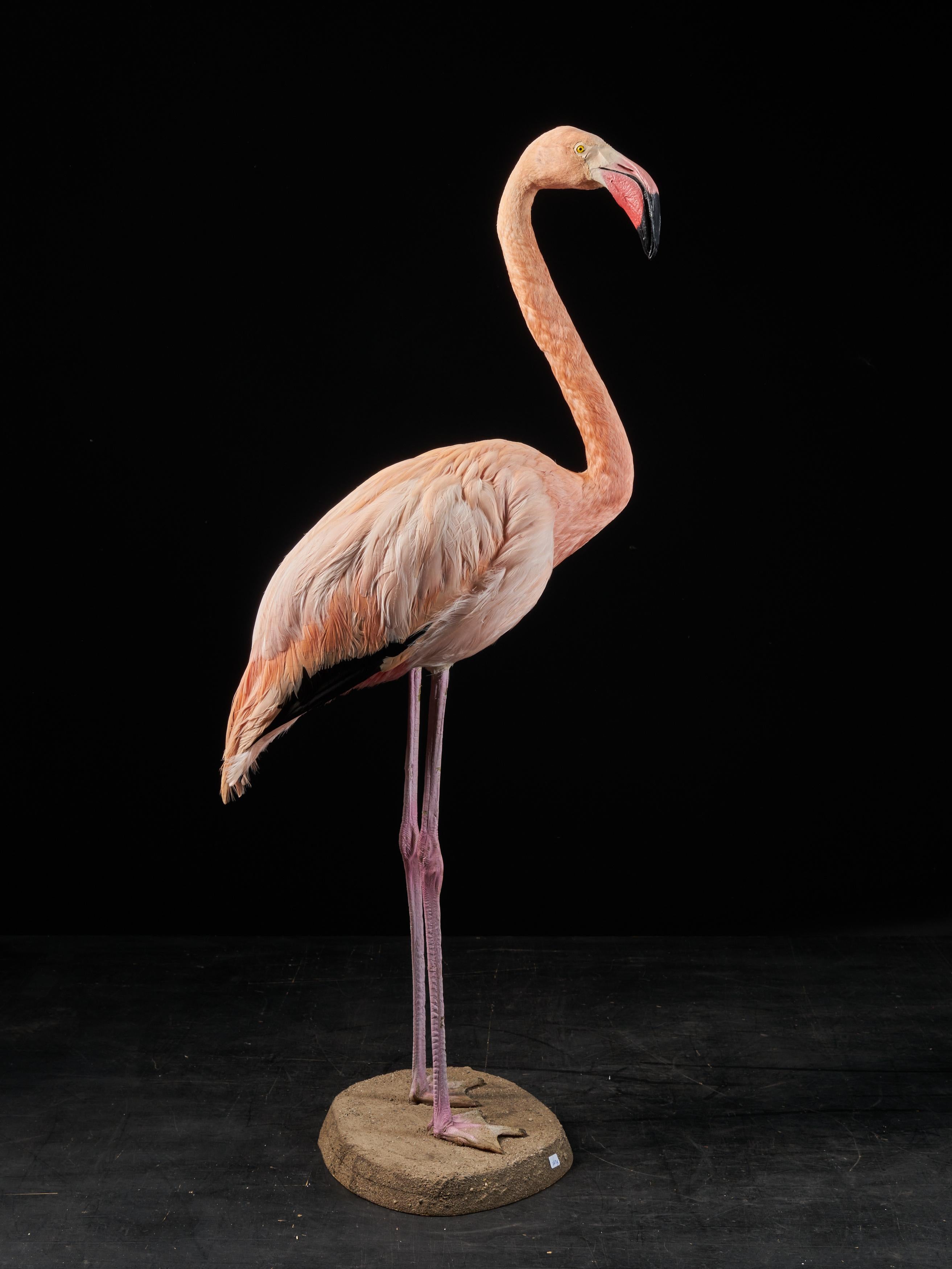 flamingo diorama project