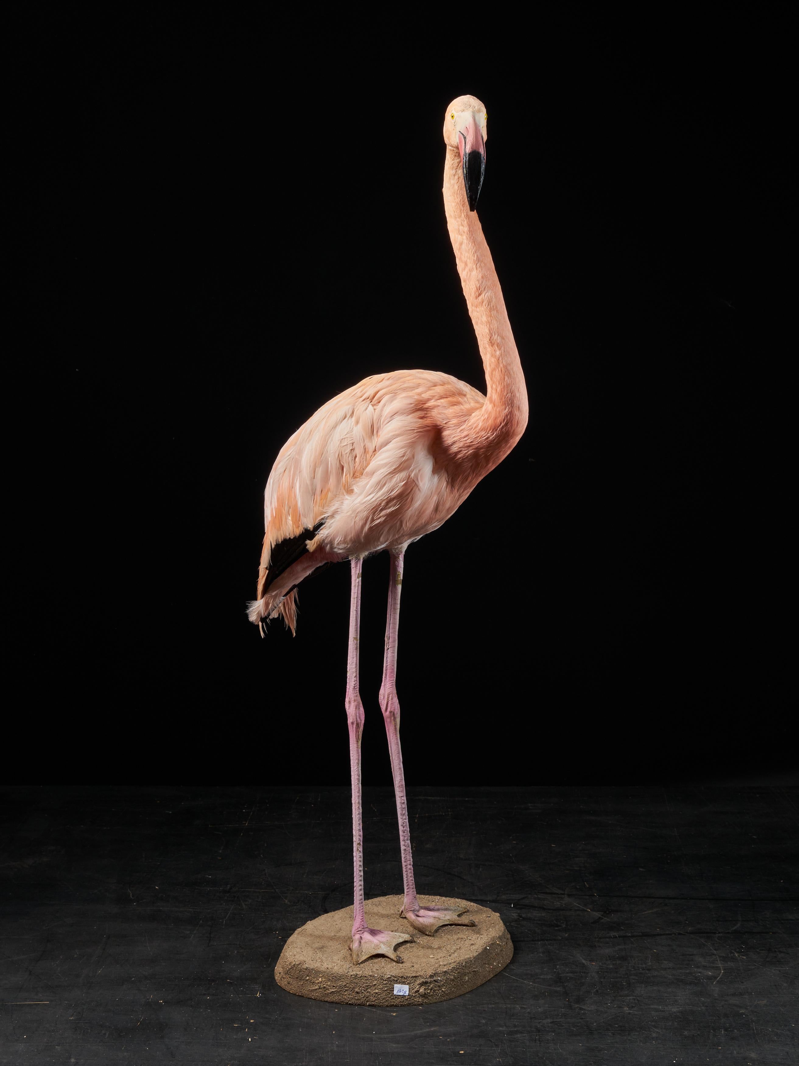 Victorian Flamingo 'Phoenicopteridae' Taxidermy In Good Condition In Leuven , BE