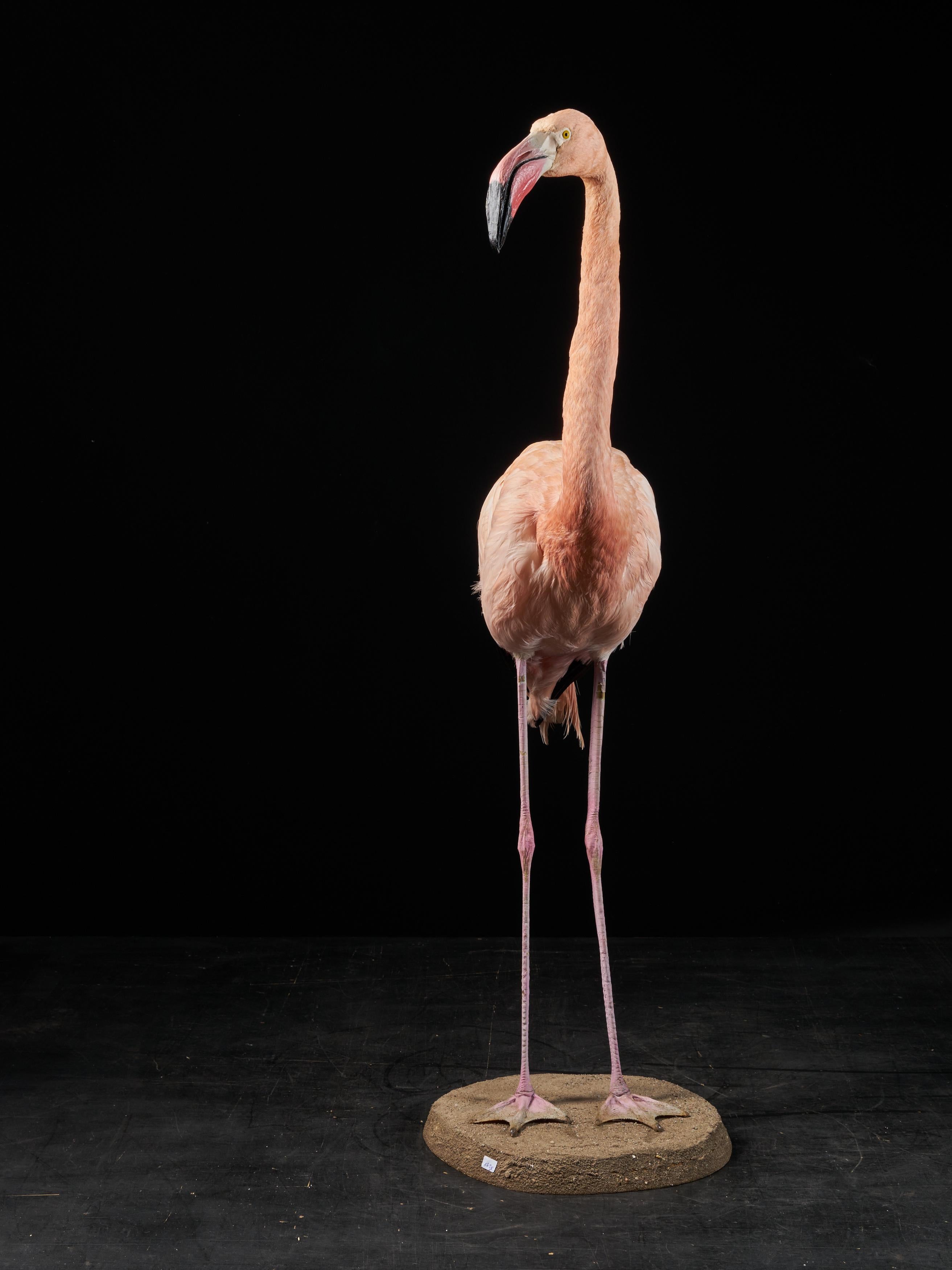 19th Century Victorian Flamingo 'Phoenicopteridae' Taxidermy