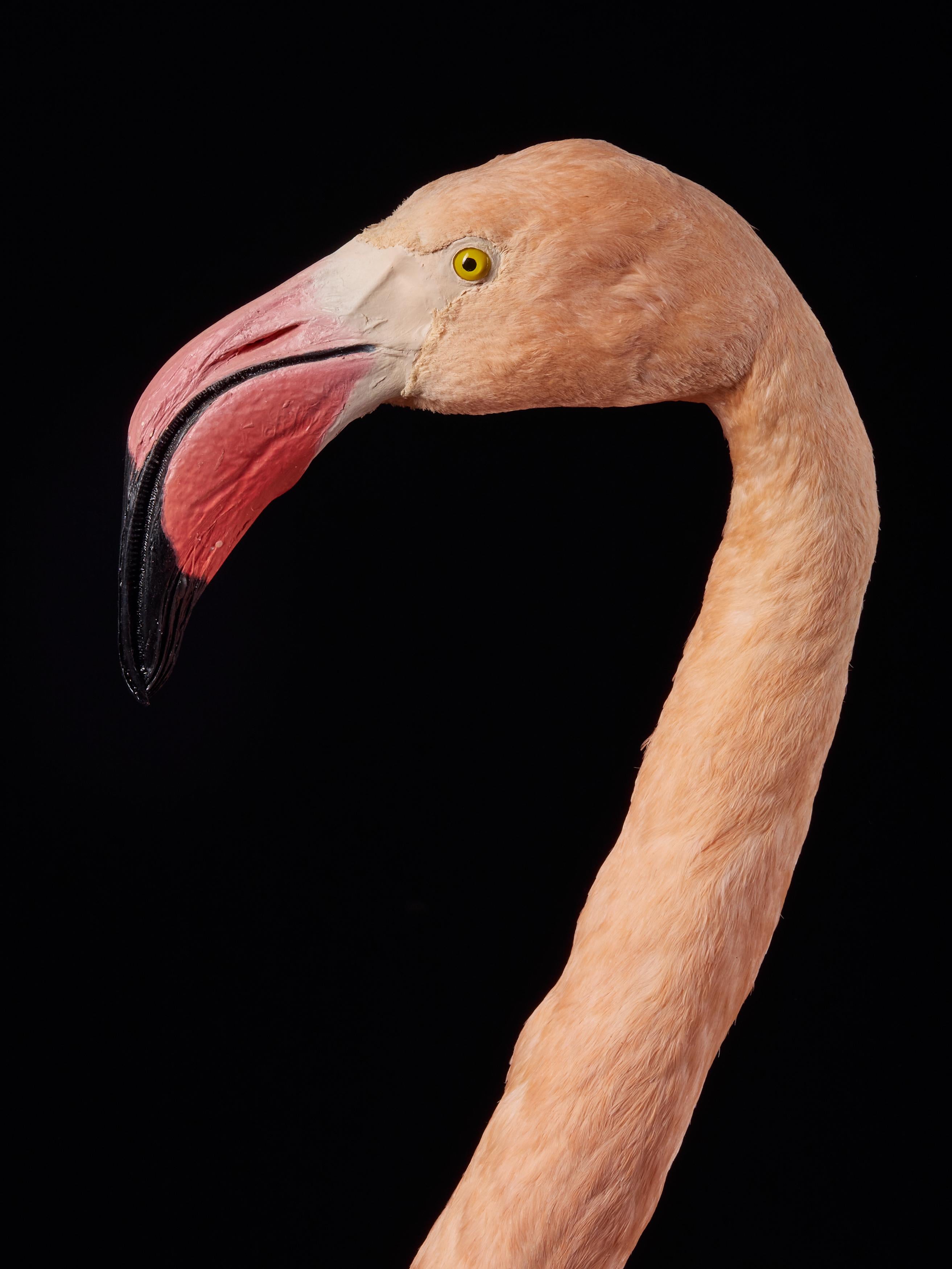 Organic Material Victorian Flamingo 'Phoenicopteridae' Taxidermy