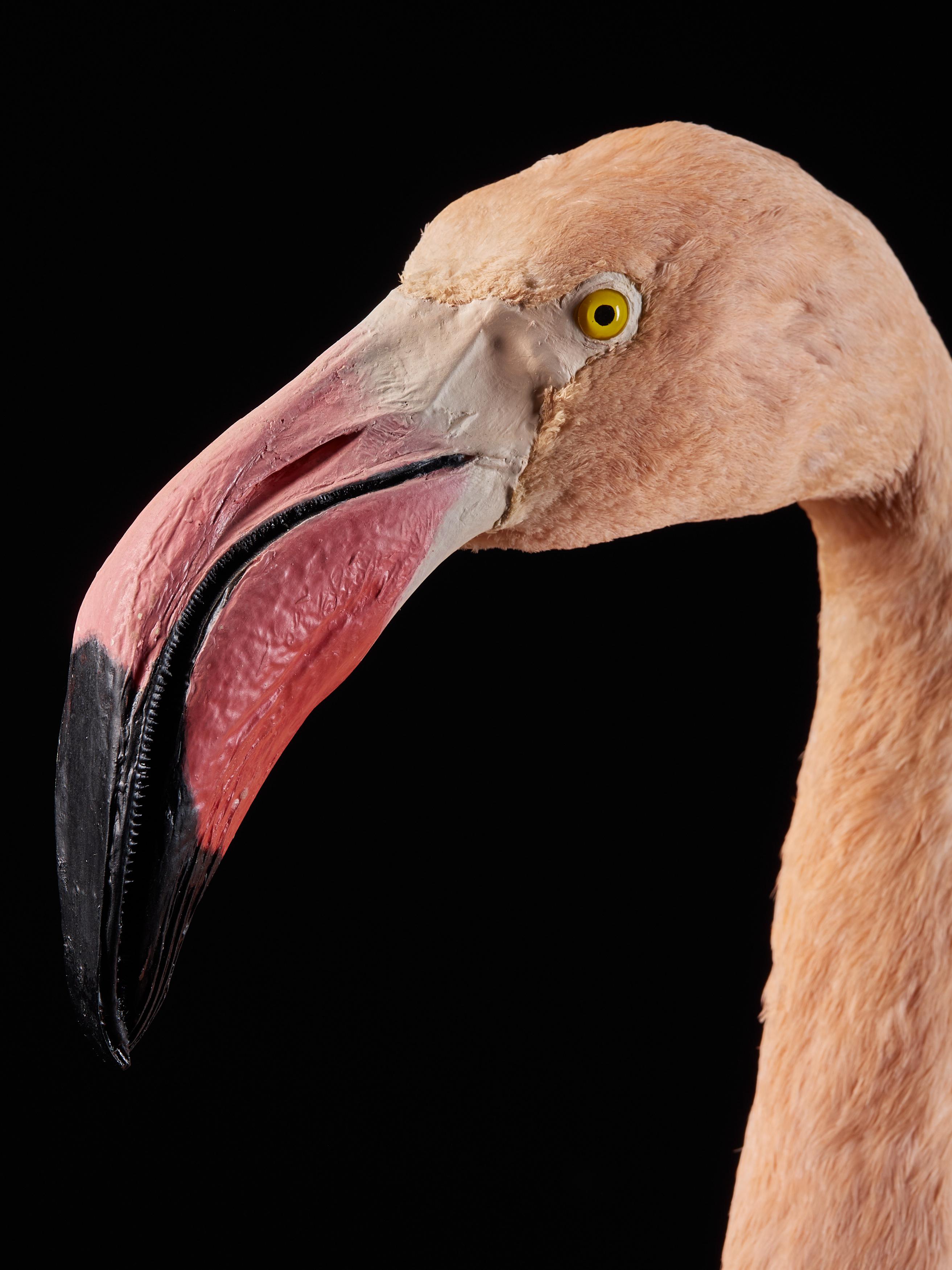 Victorian Flamingo 'Phoenicopteridae' Taxidermy 1