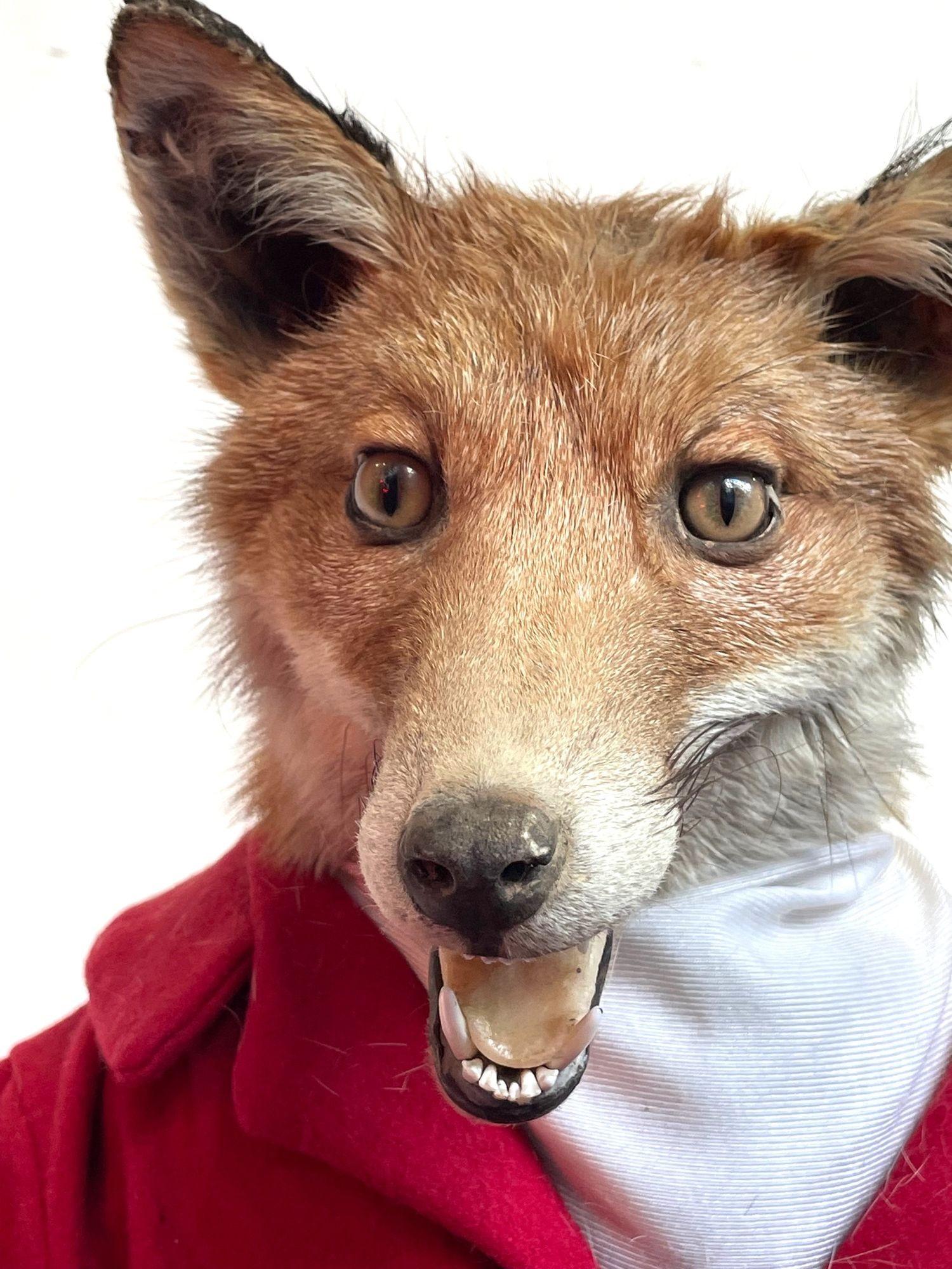 A Victorian taxidermy fox dressed in complete hunting outfit with leather boots 6