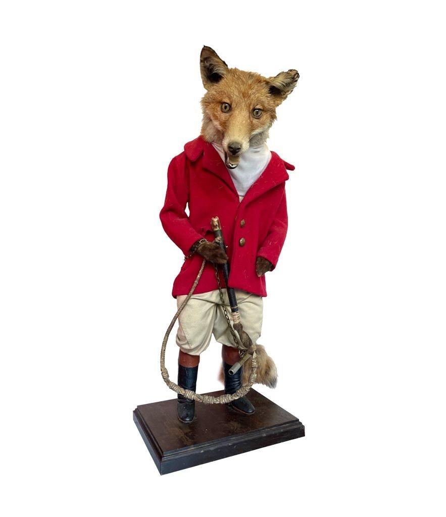 Début du 20ème siècle Un renard de taxidermie victorien habillé d'une tenue de chasse complète avec des bottes en cuir