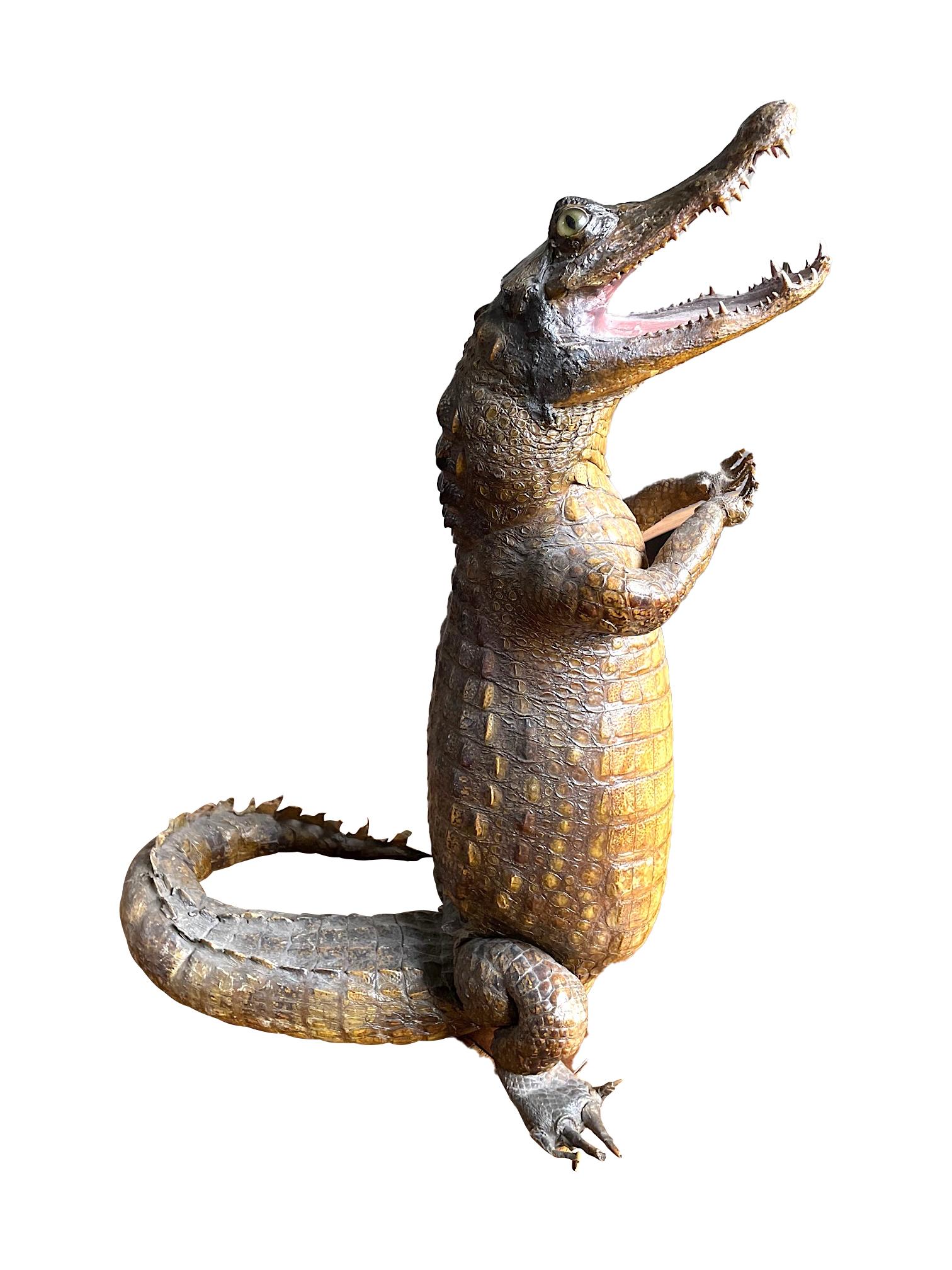 A Victorian taxidermy standing crocodile with clasped hands which could hold a glass or keys if required, With open mouth, glass eyes and mounted on a circular metal base .
Provenance: Purchased from Aynhoe Park, Oxfordshire
May require CITES to